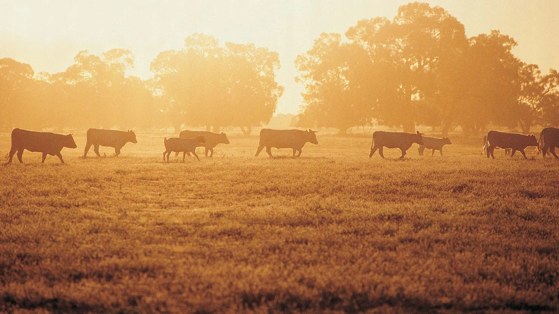 Cattle grazing in a field at sunrise with large trees in the background.