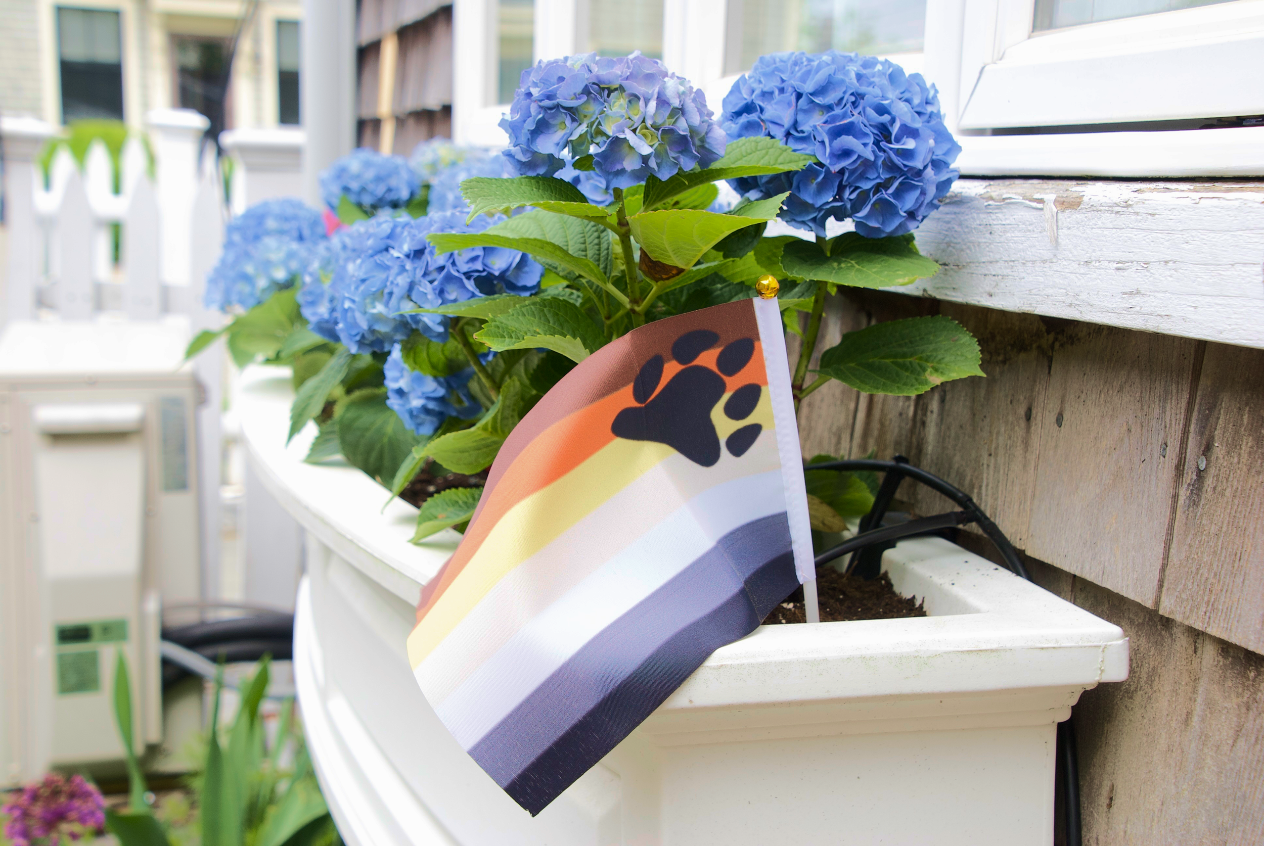 Blue hydrangea flowers in a white planter box on a porch, with a bear pride flag.