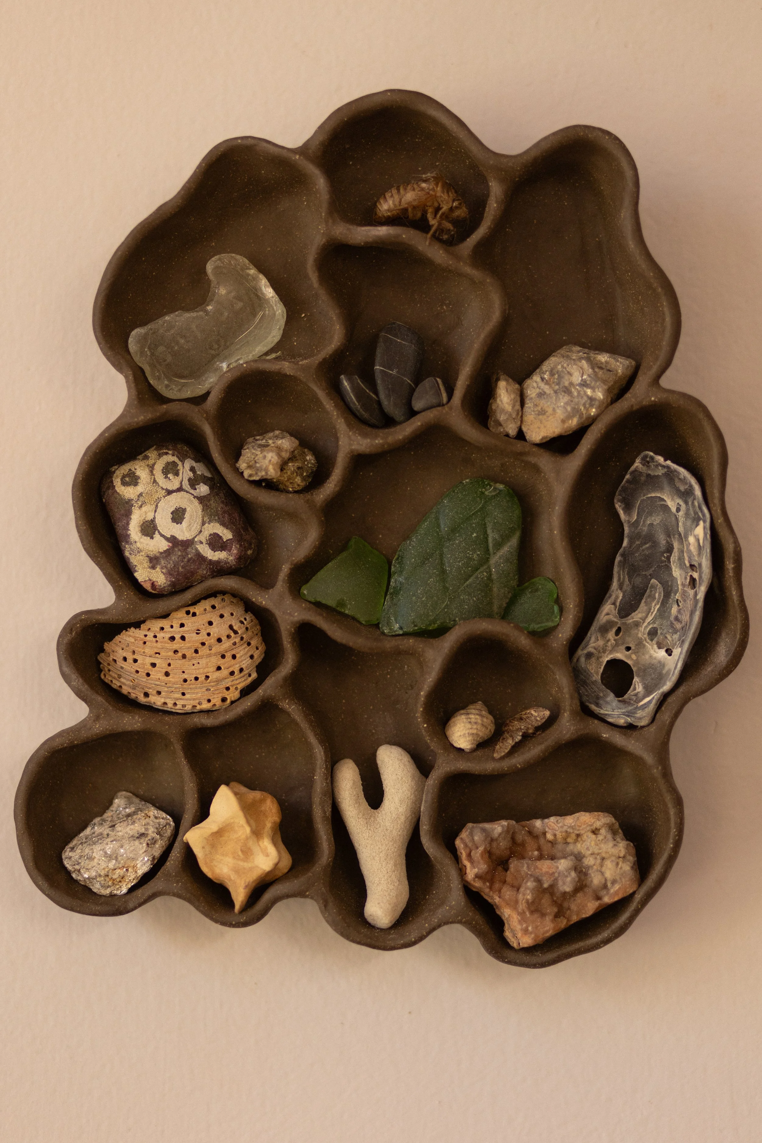 A brown, multi-compartmental tray containing various rocks, minerals, and fossils, including seashells, green stones, and other geological specimens.