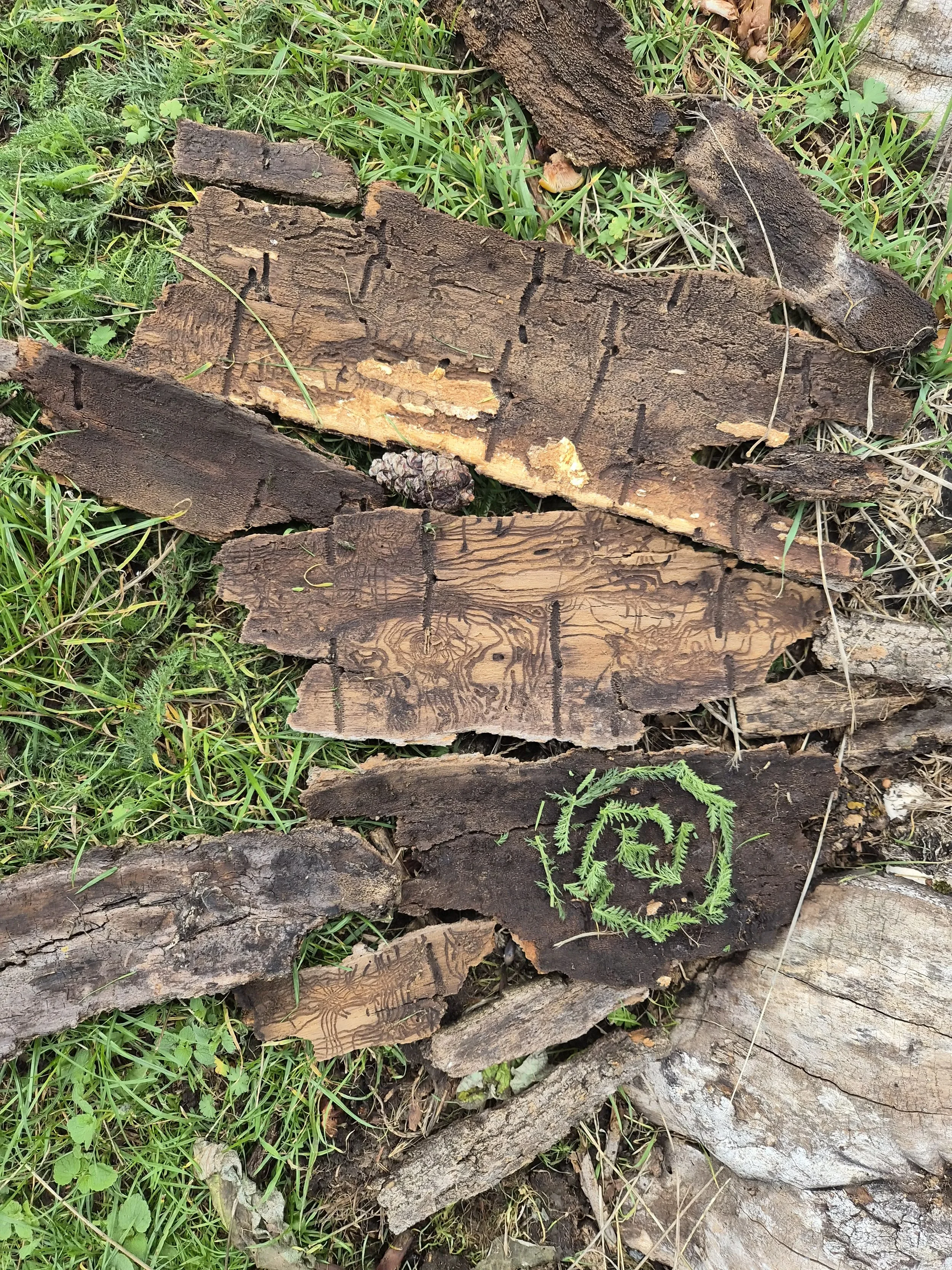 Various pieces of burned wood on grass, some with intricate carvings, and green plants around.