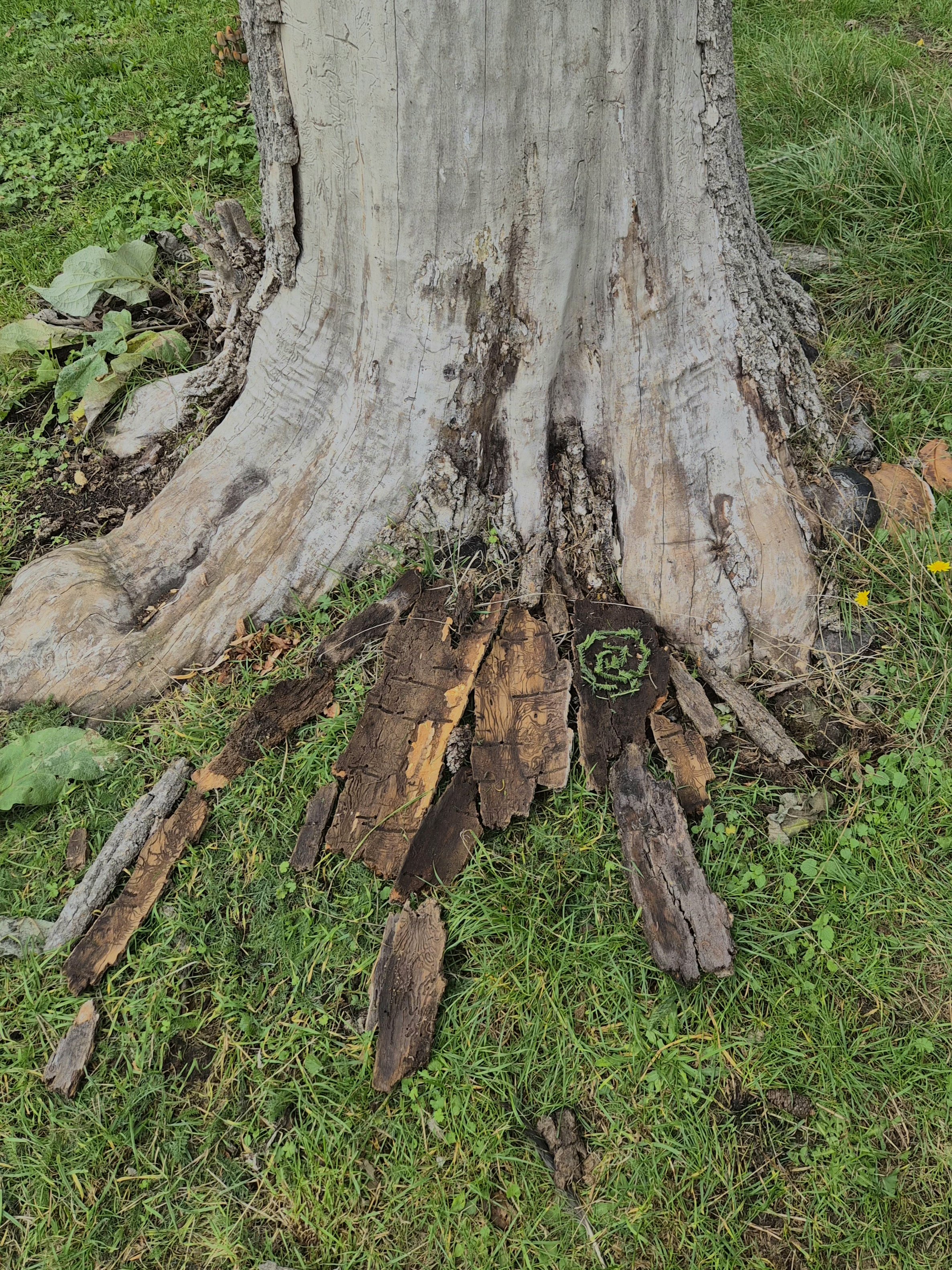 Old tree with weathered bark and exposed roots, some charred or burnt wood pieces around base, surrounded by green grass and small plants.
