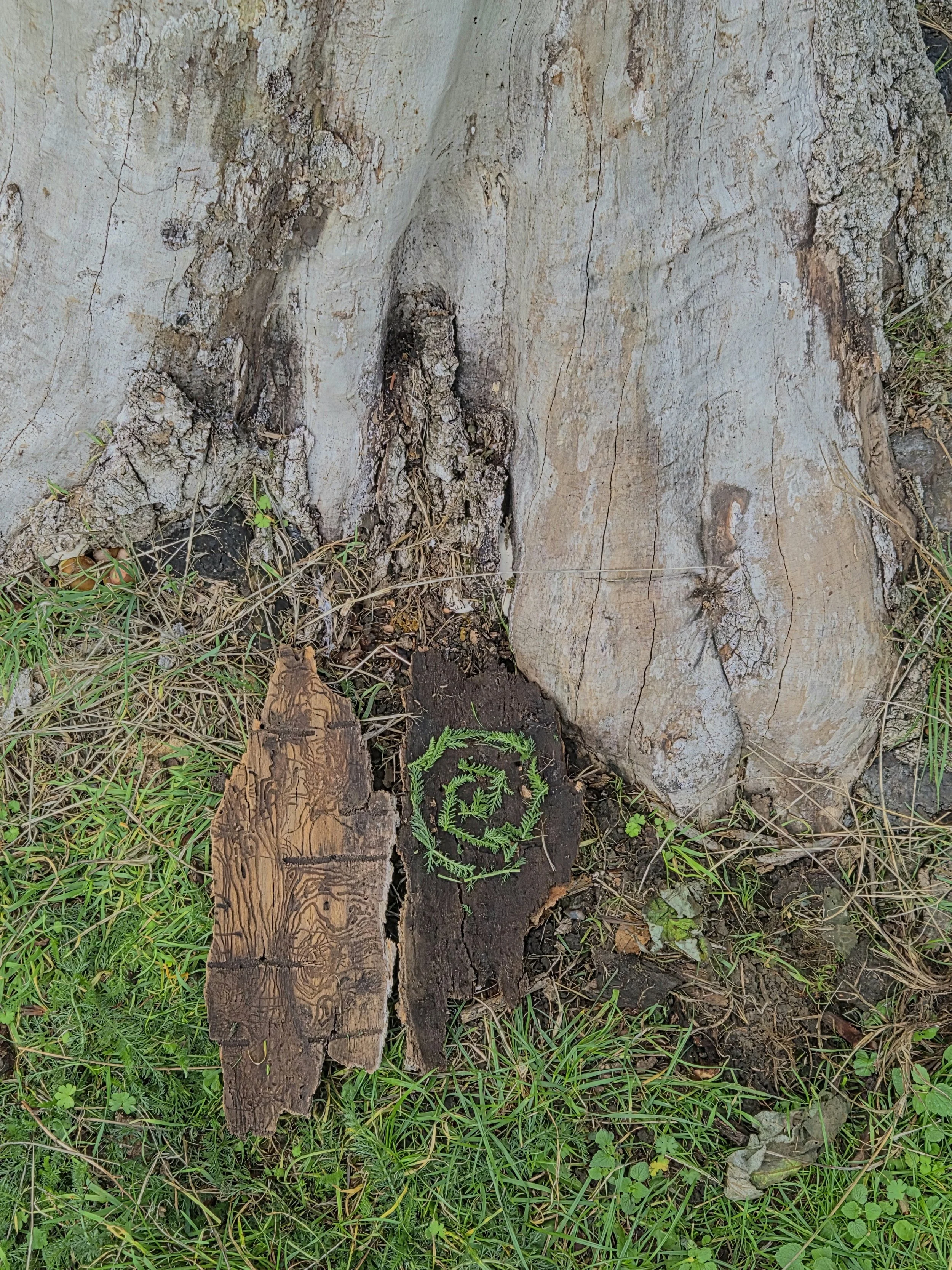 Close-up of a tree trunk with a carved peace sign and a fern inside it, surrounded by grass and small plants.