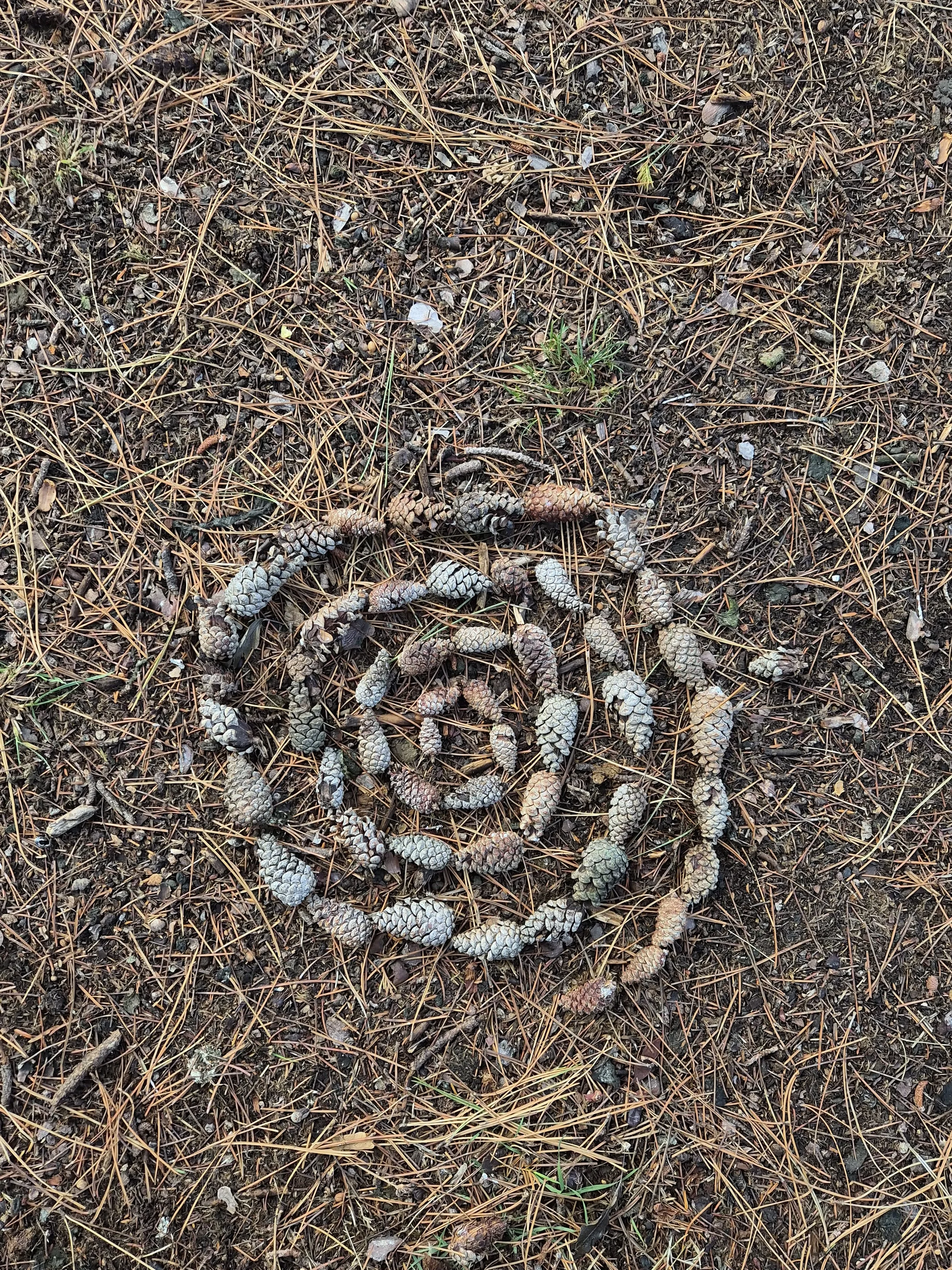 Close-up of pine cones arranged in a spiral on the forest floor.