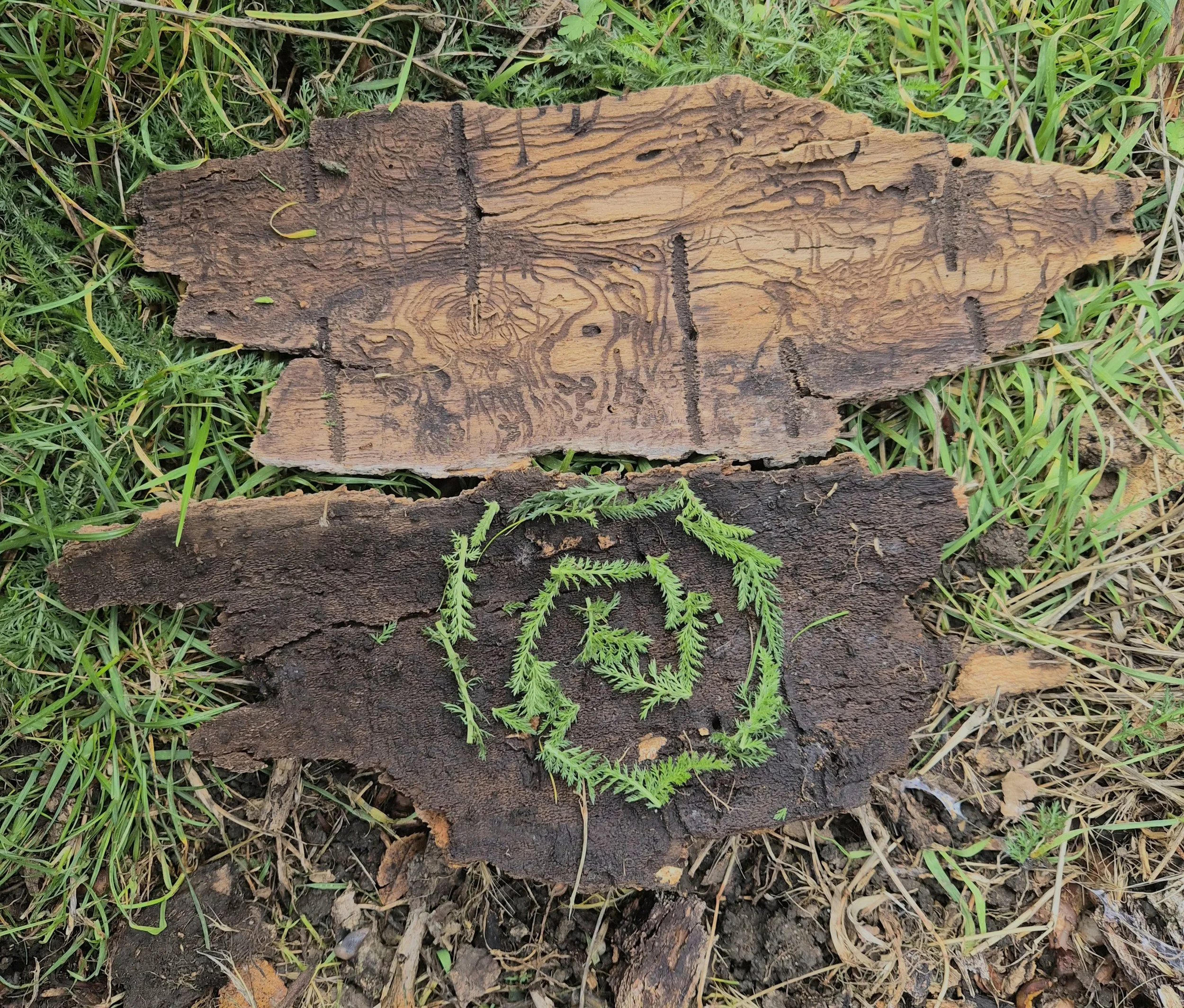 Two large, weathered pieces of wood with intricate grain patterns, placed on the ground among green grass and small plants; one piece has a fern leaf on top.