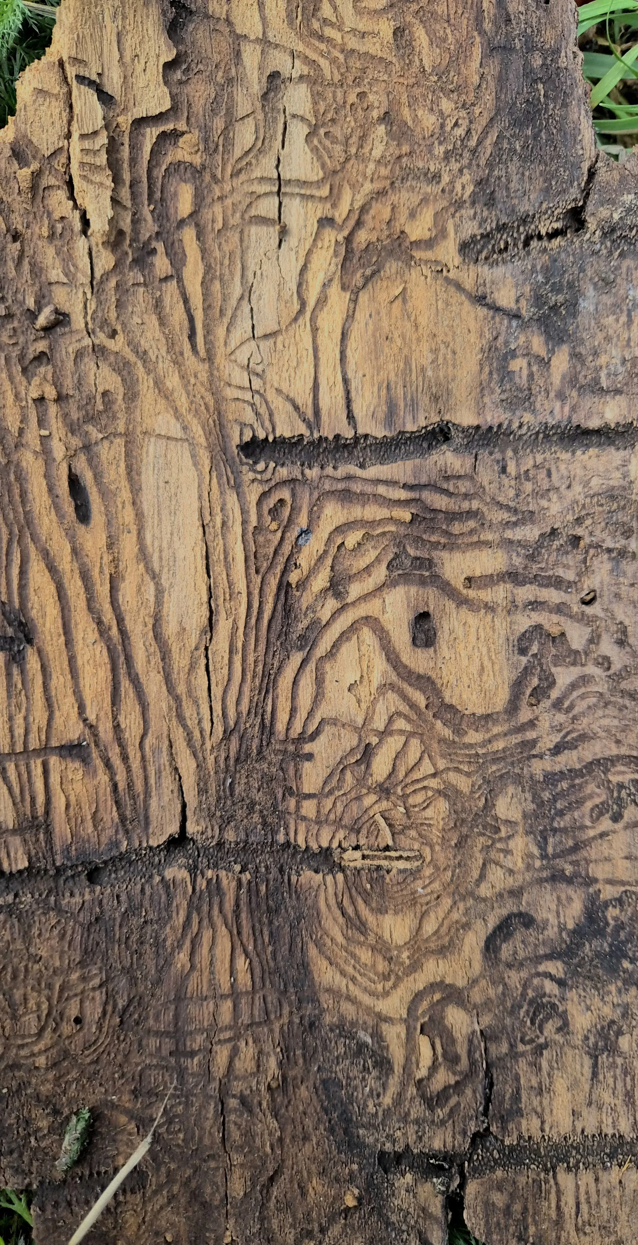 Close-up of a weathered, textured piece of wood with intricate grain patterns and cracks, surrounded by green leaves and soil.