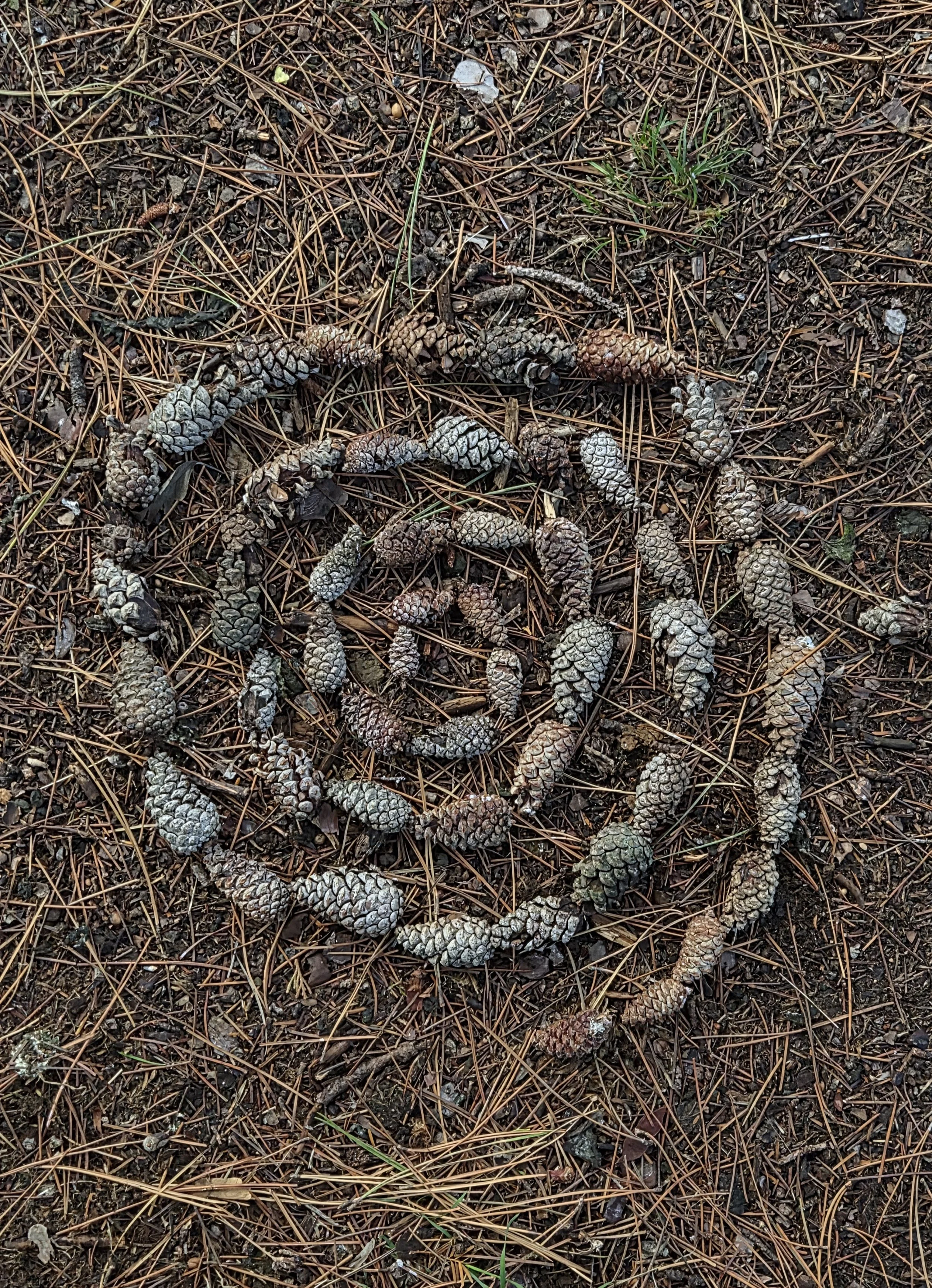 Cones arranged in a spiral pattern on the forest floor, surrounded by pine needles and small green plants.
