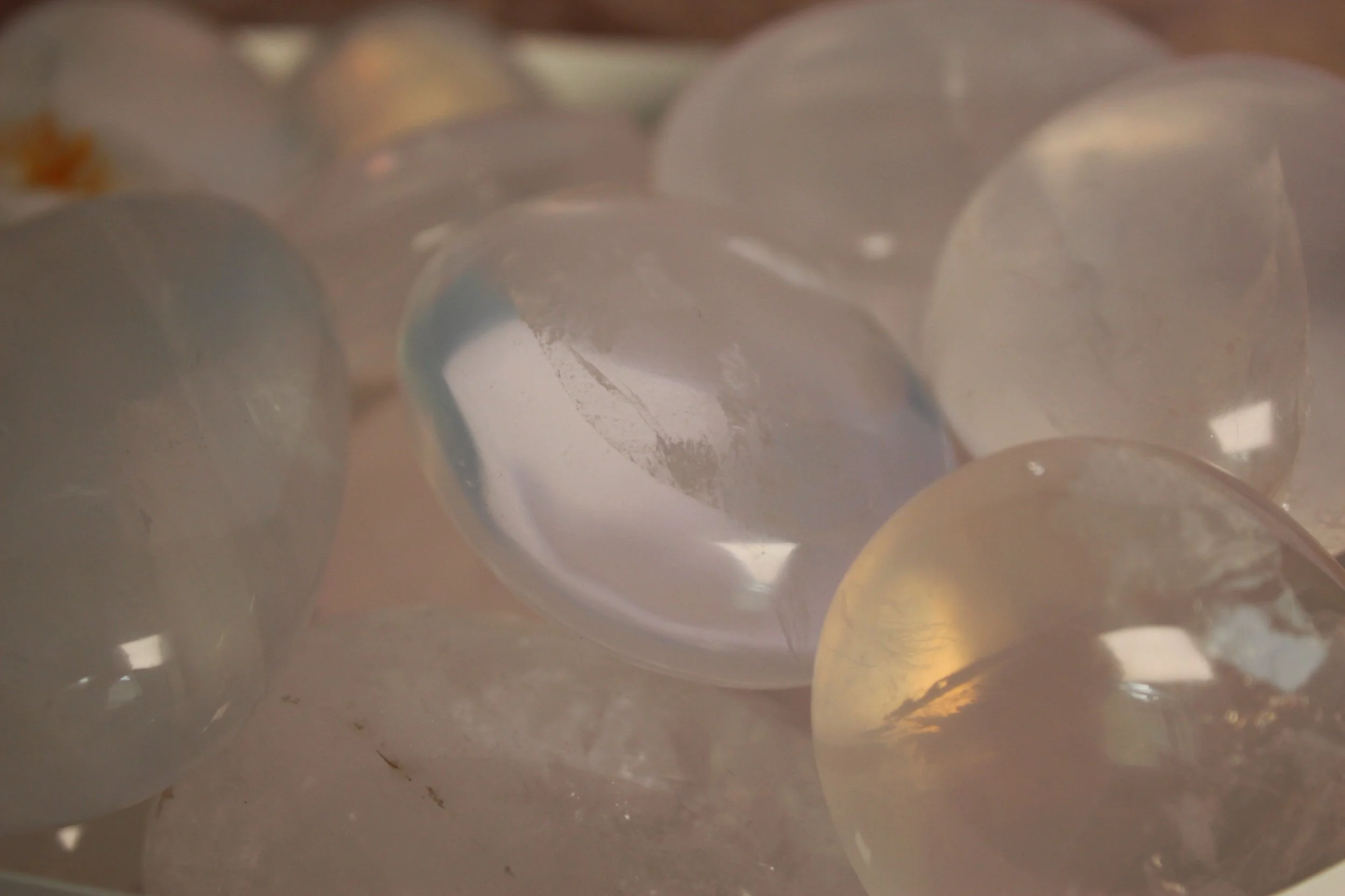 Intuitively Selected Girasol Palm