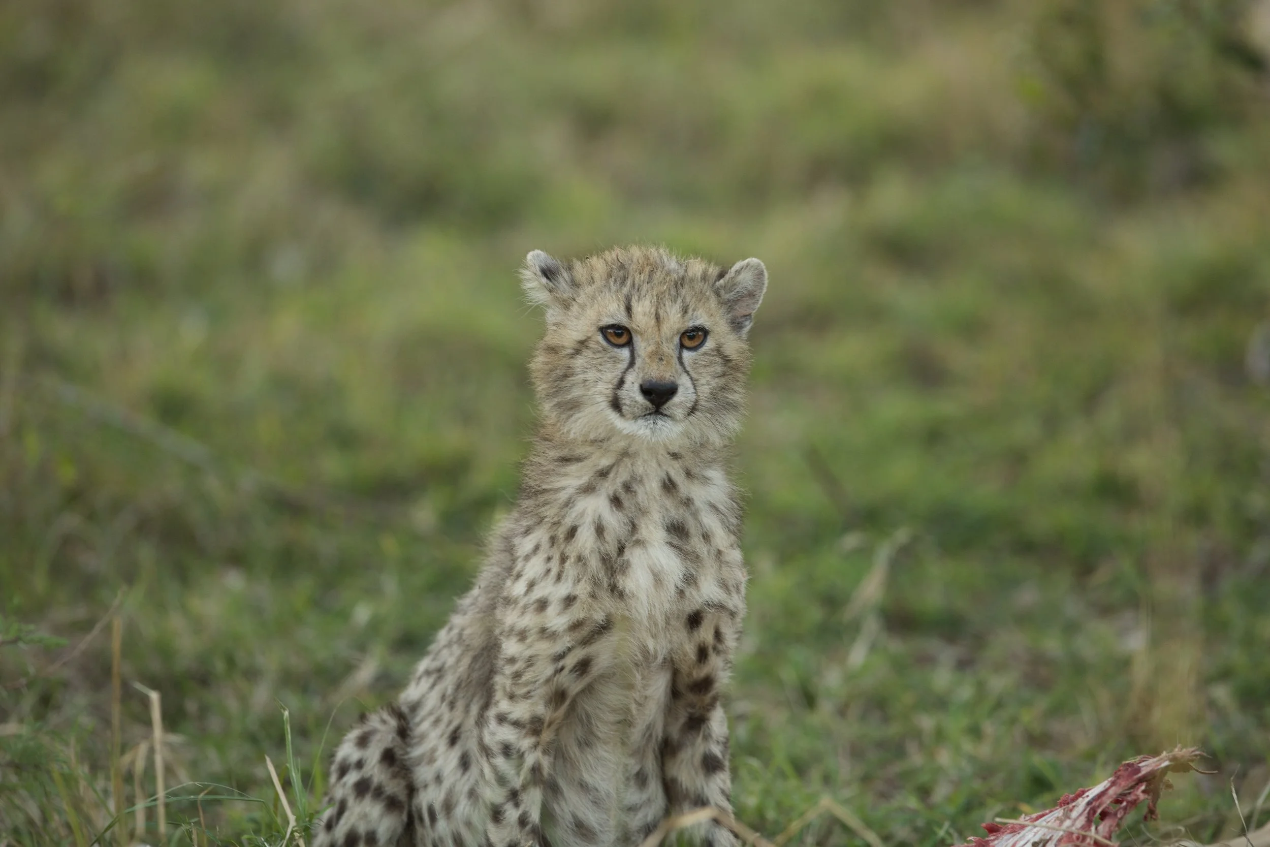Young cheetah cub sitting on grass in a natural habitat with blurred green foliage background.