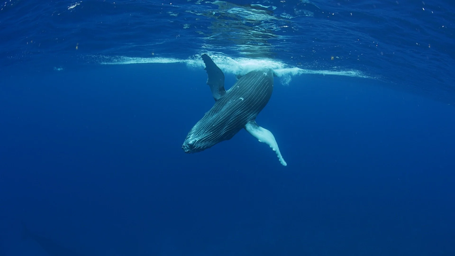 A Humpback whale swimming underwater in the ocean.