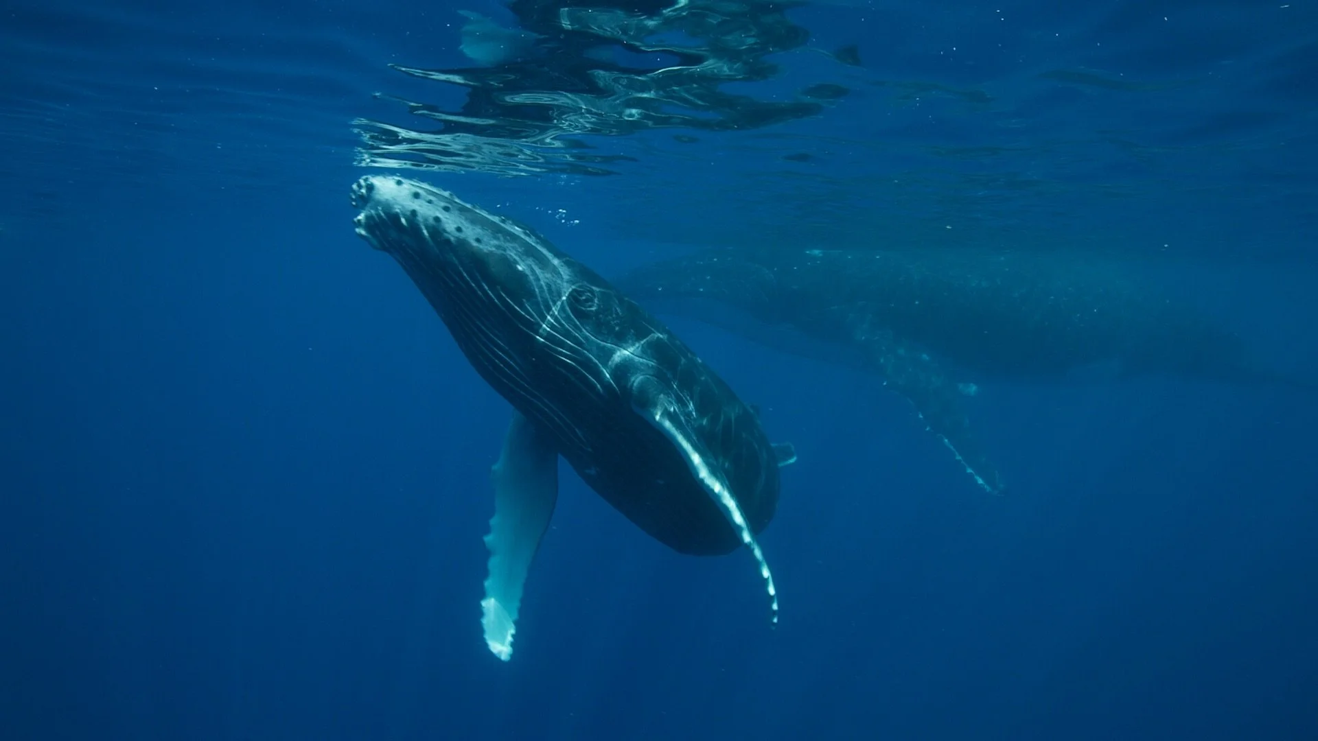 A view of a Humpback whale  swimming underwater, with sunlight reflecting on its body.