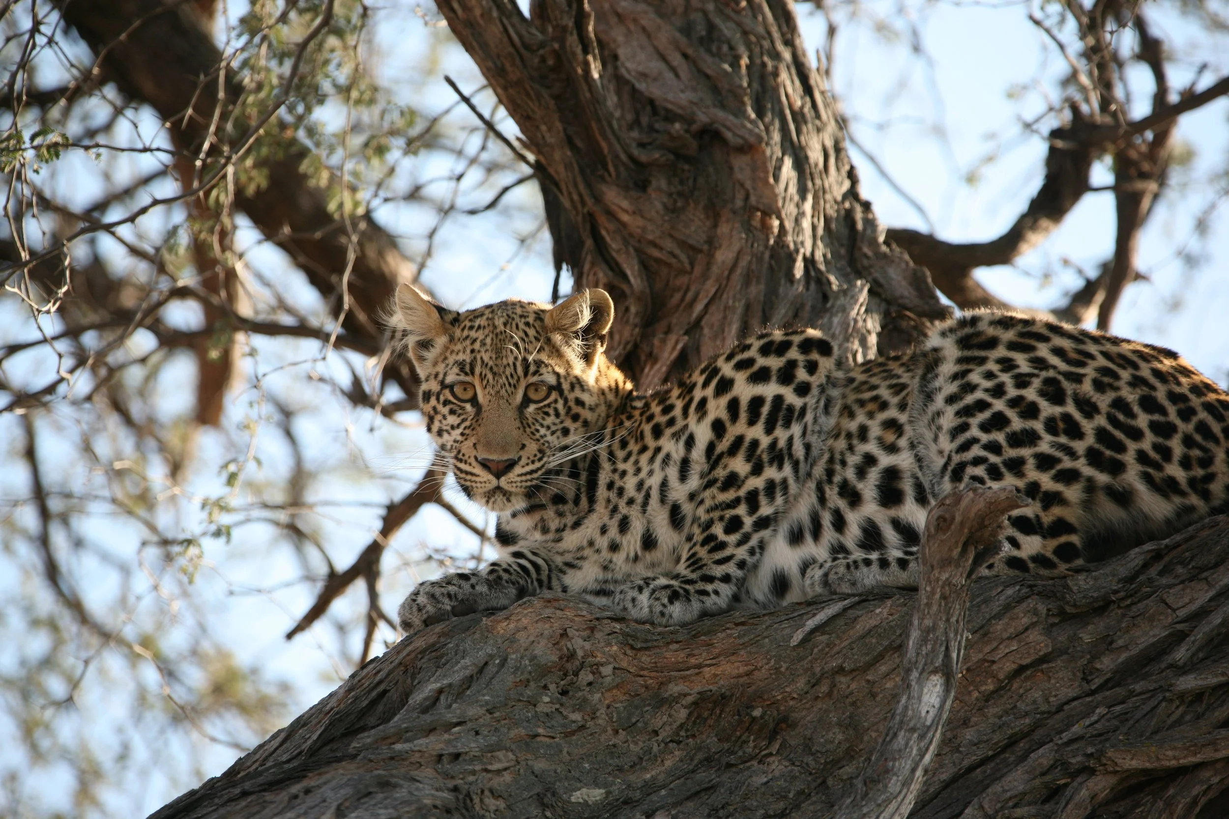 A leopard resting on a tree branch, looking directly at the camera, with a background of sky and tree branches.