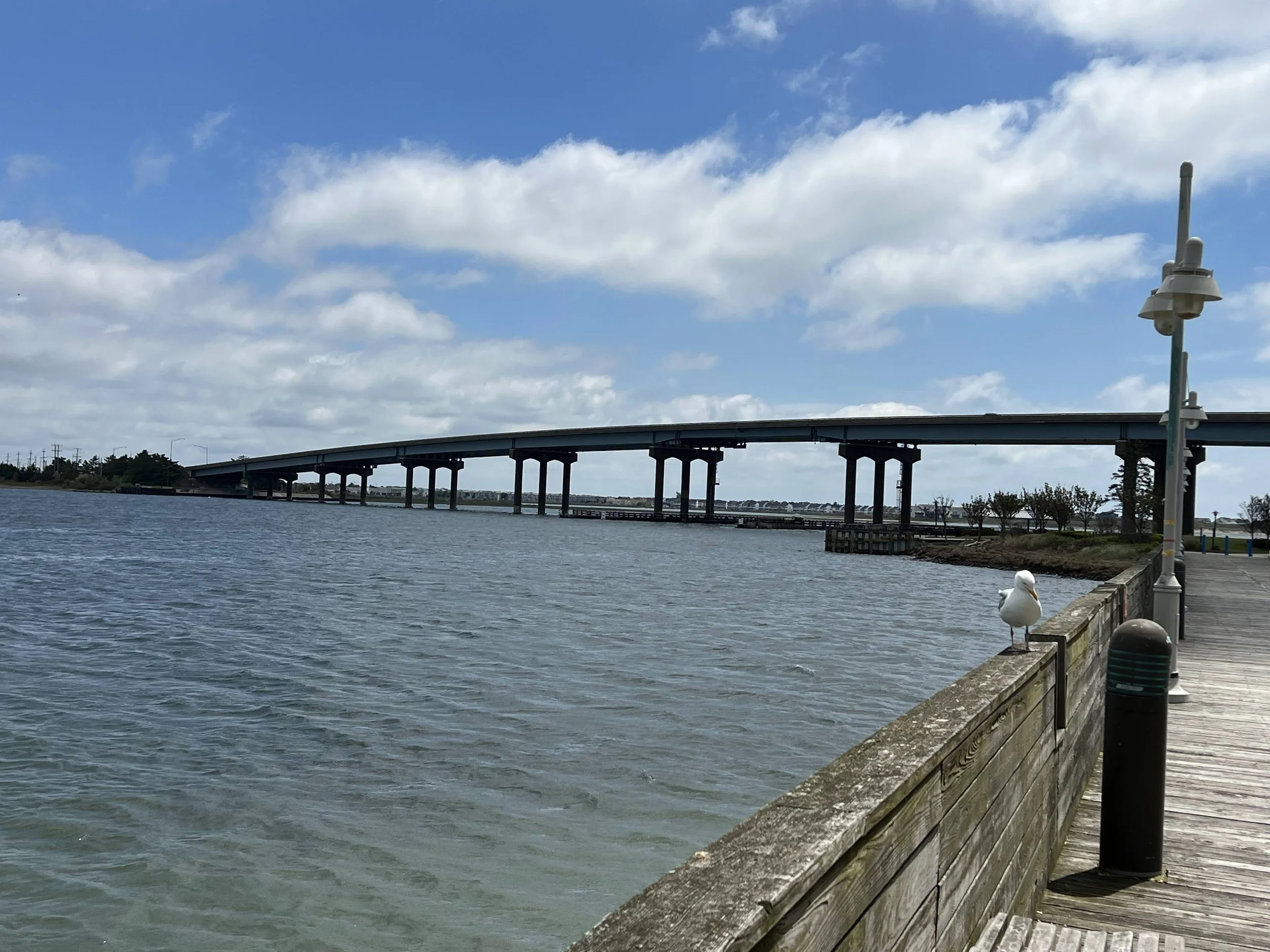 Seagull perched on a wooden railing by a waterway, with a bridge and partly cloudy sky in the background.