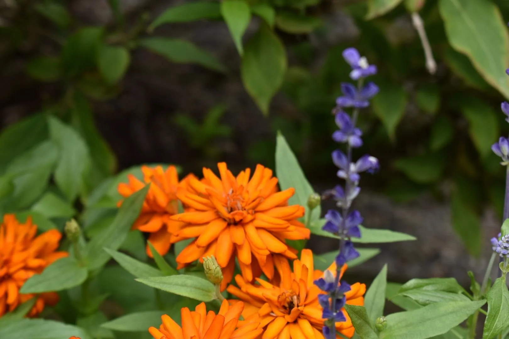 Garden flowers representing the organic, grounded approach ArcSpan brings to conflict consulting in educational settings