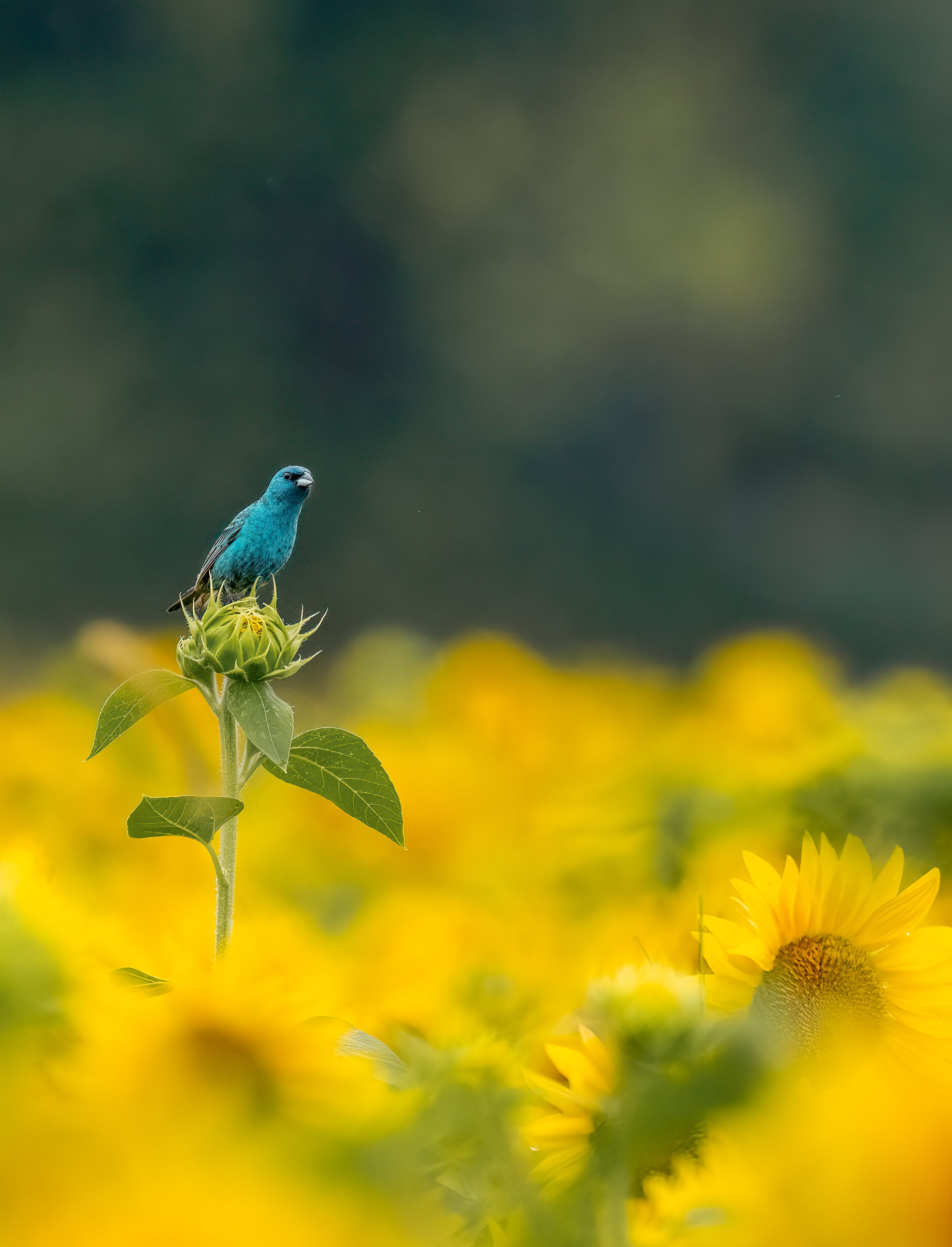 Indigo Bunting in Sunflower Field
Thompson Park
Lincroft, NJ