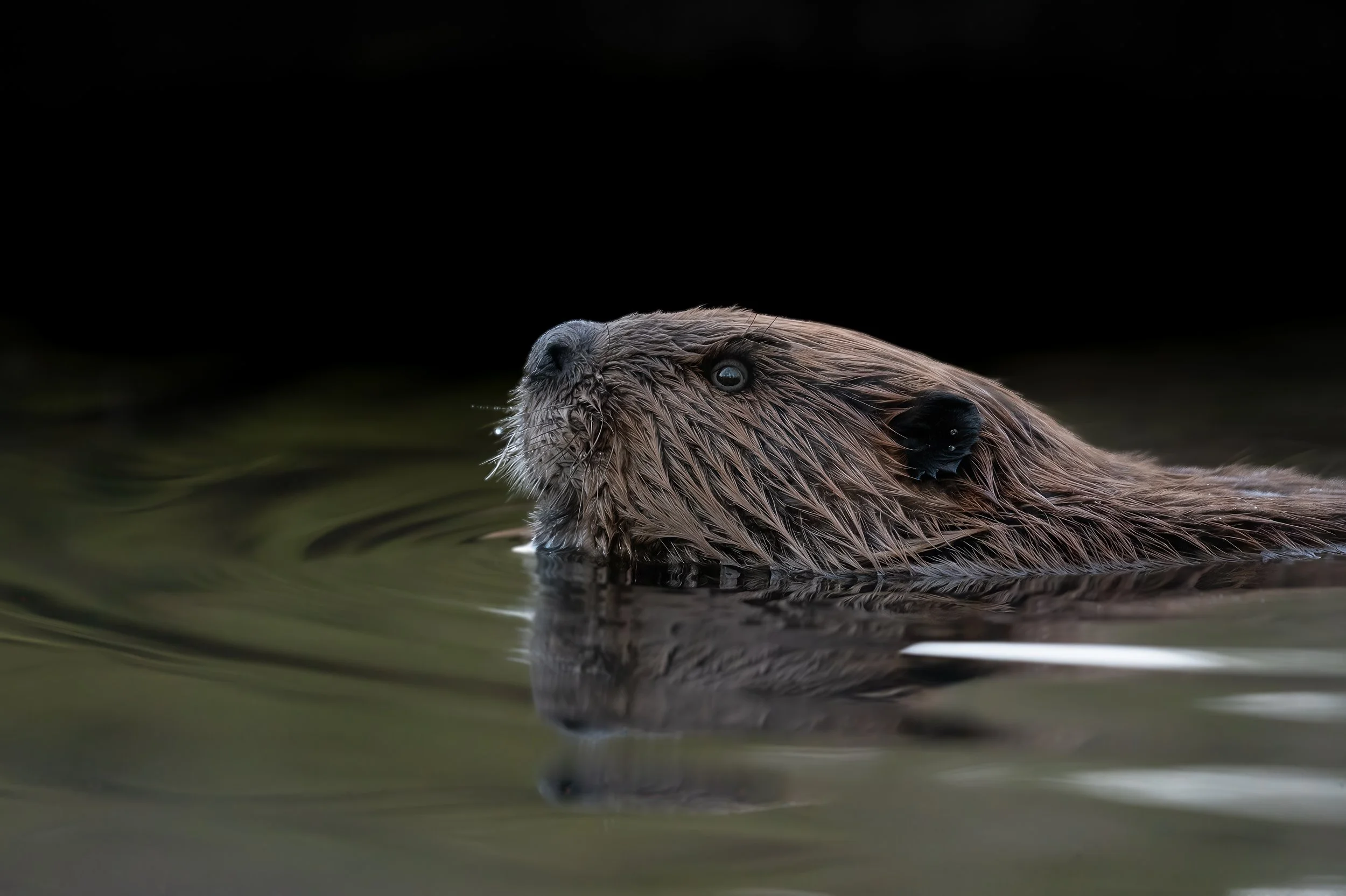 American Beaver. NJ