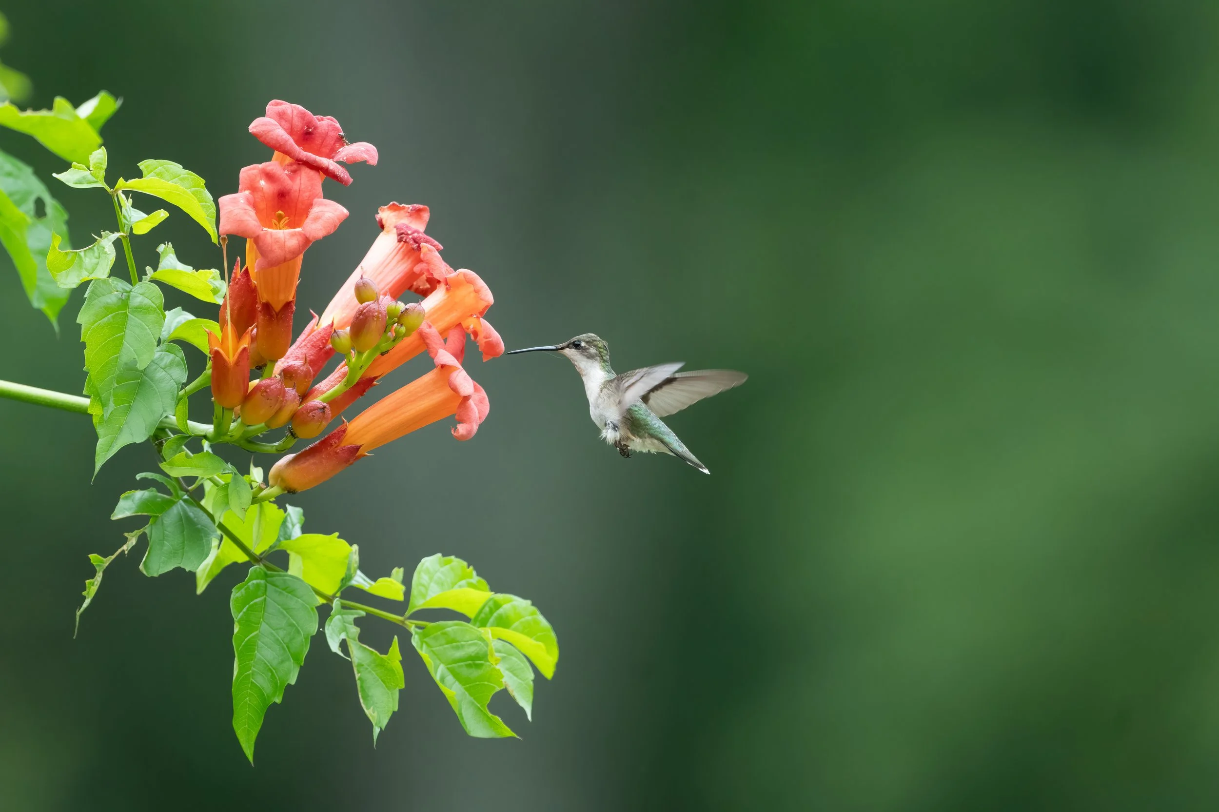 Juvenile Rubythroated Hummingbird
Wall, NJ