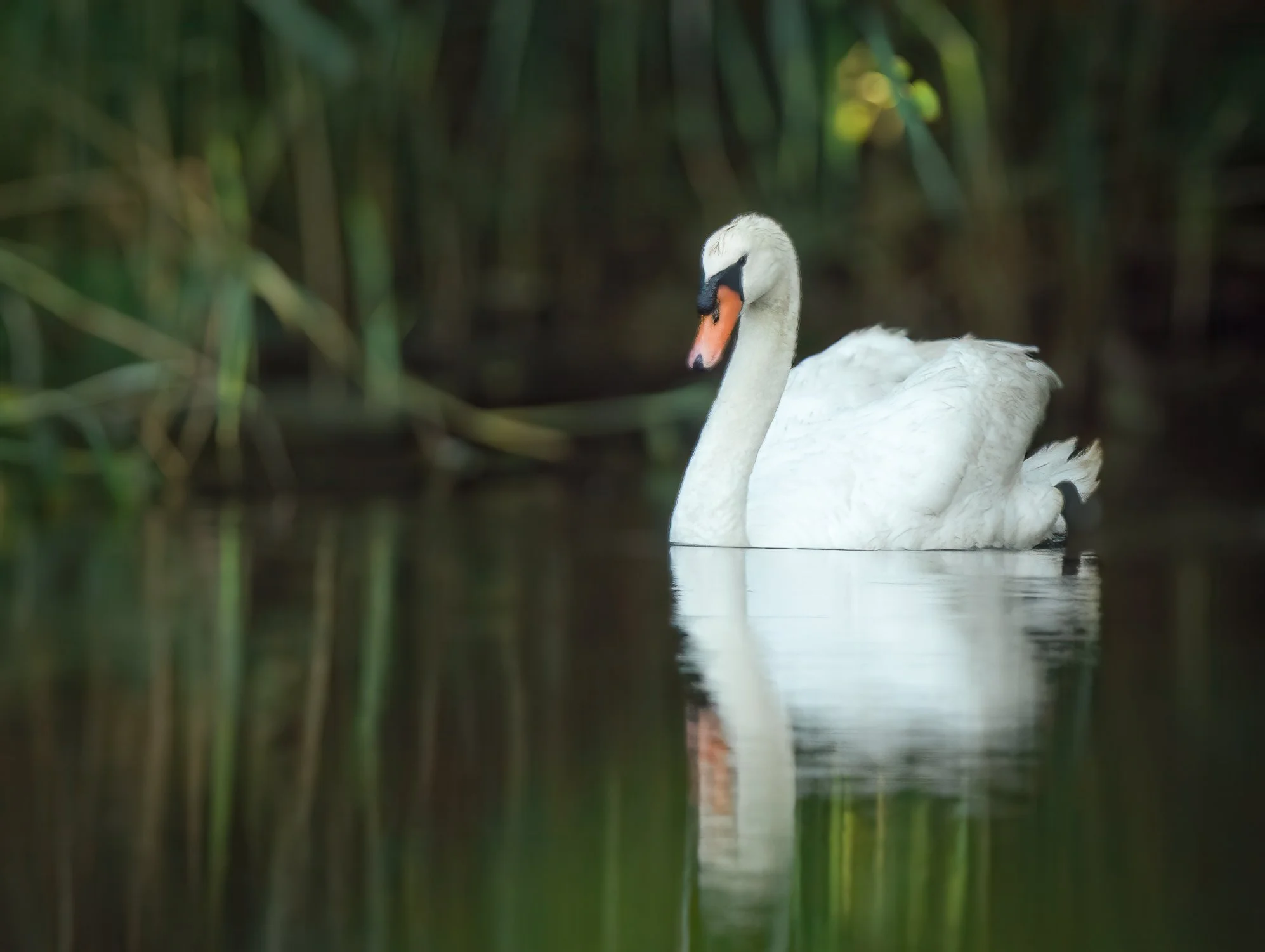 Mute Swan
Shrewsbury, NJ
