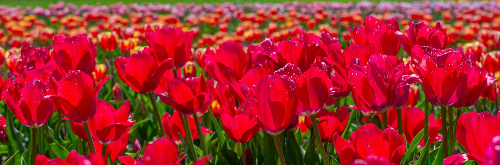 Tulips 
Duke Farms @ Cream Ridge, NJ