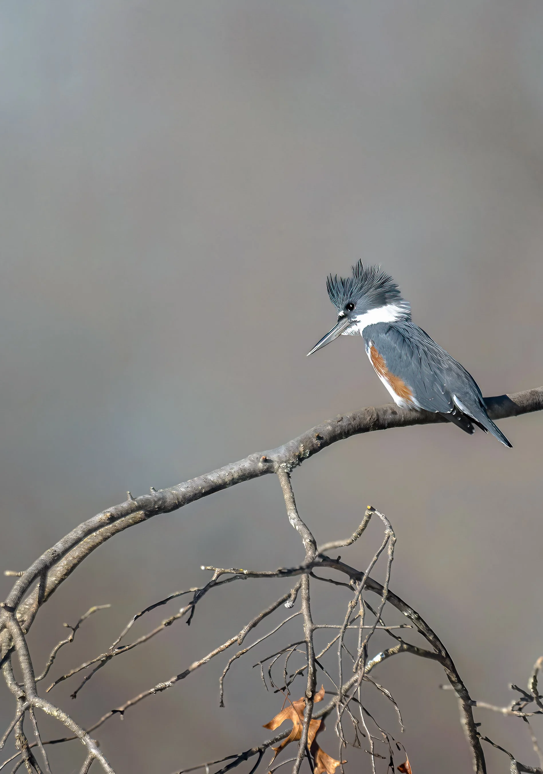 Belted Kingfisher. NJ