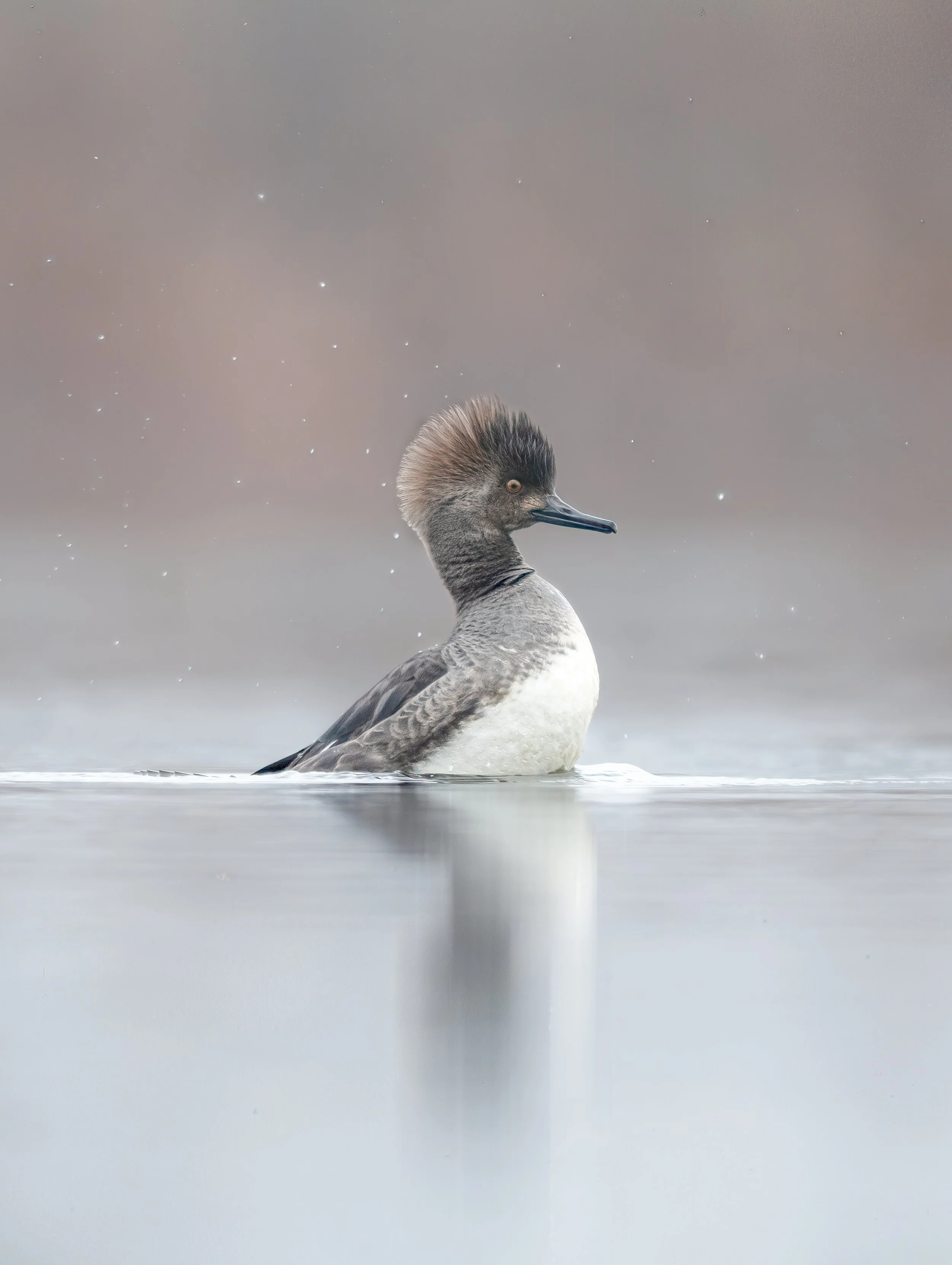 Merganser Duck