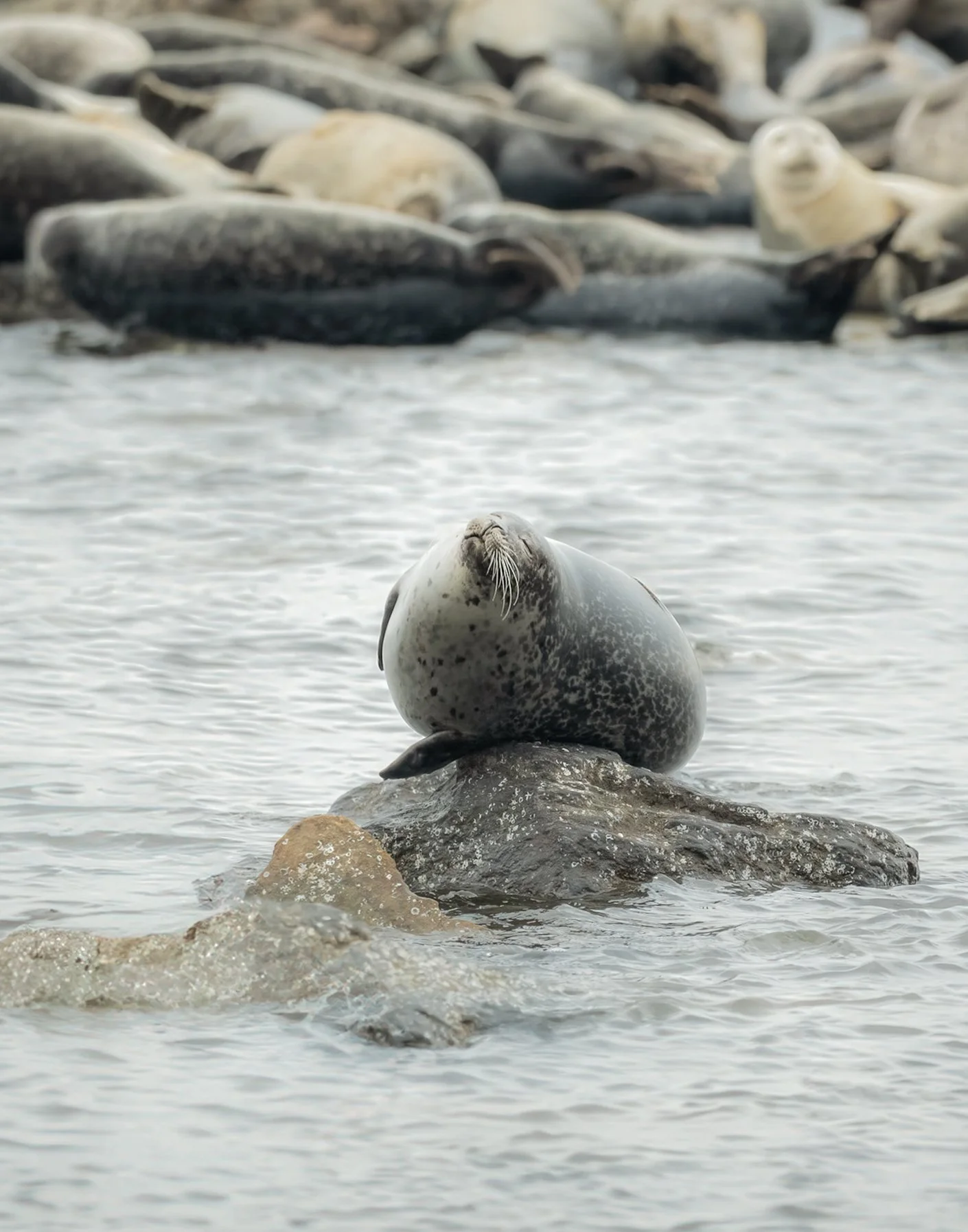 harborseal.jpg