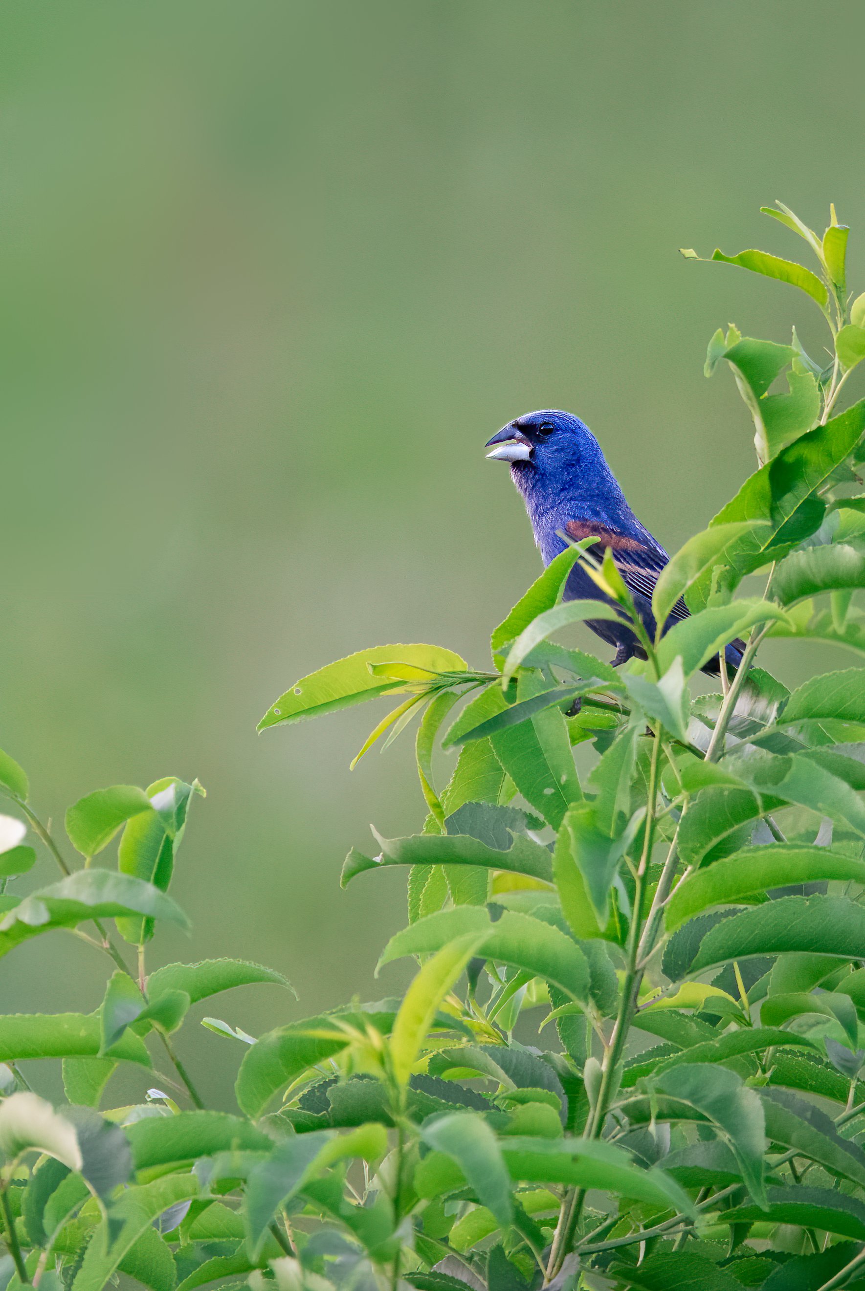 Blue Grosbeak
Huber Woods
Middletown, NJ