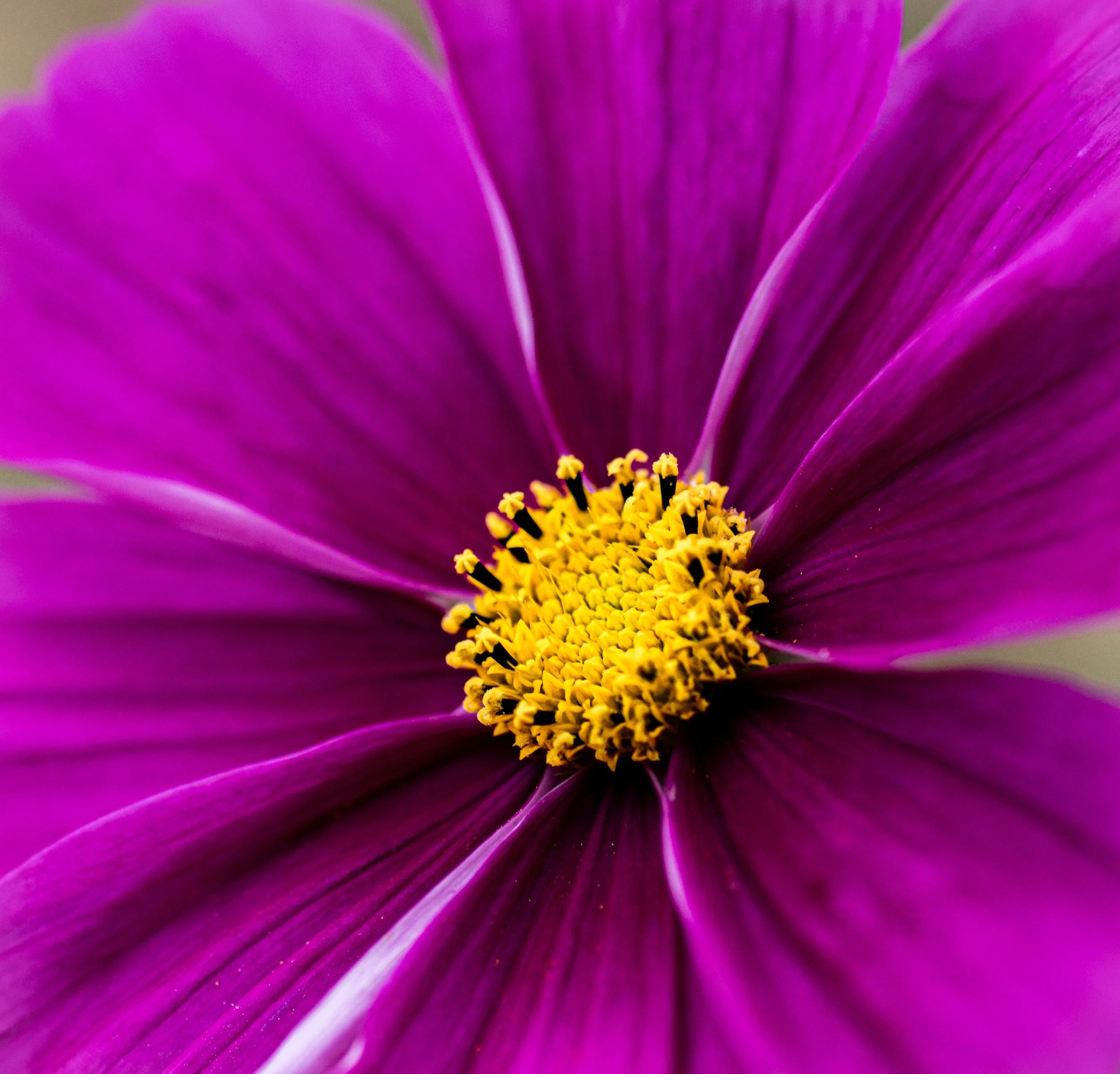 Cosmo Closeup
Deep Cut Gardens
Middletown, NJ