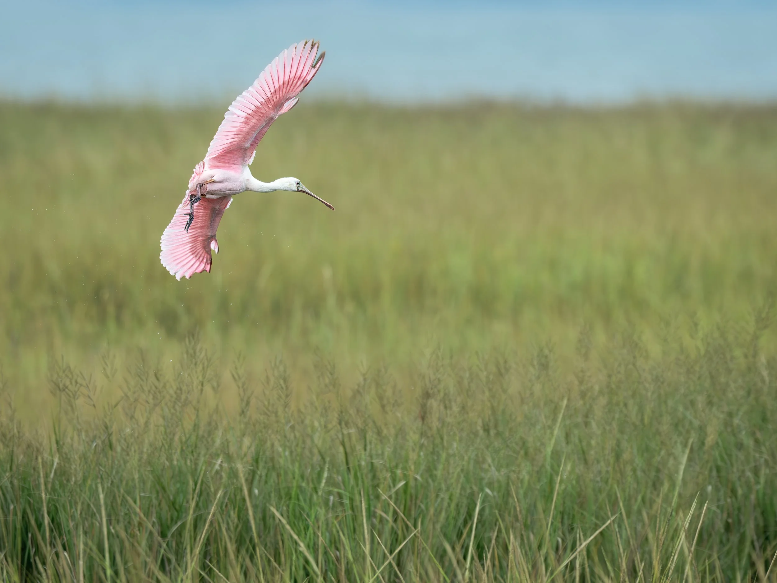 Rare NJ Visitor. Roseate Spoonbill in Coastal Habitat, NJ