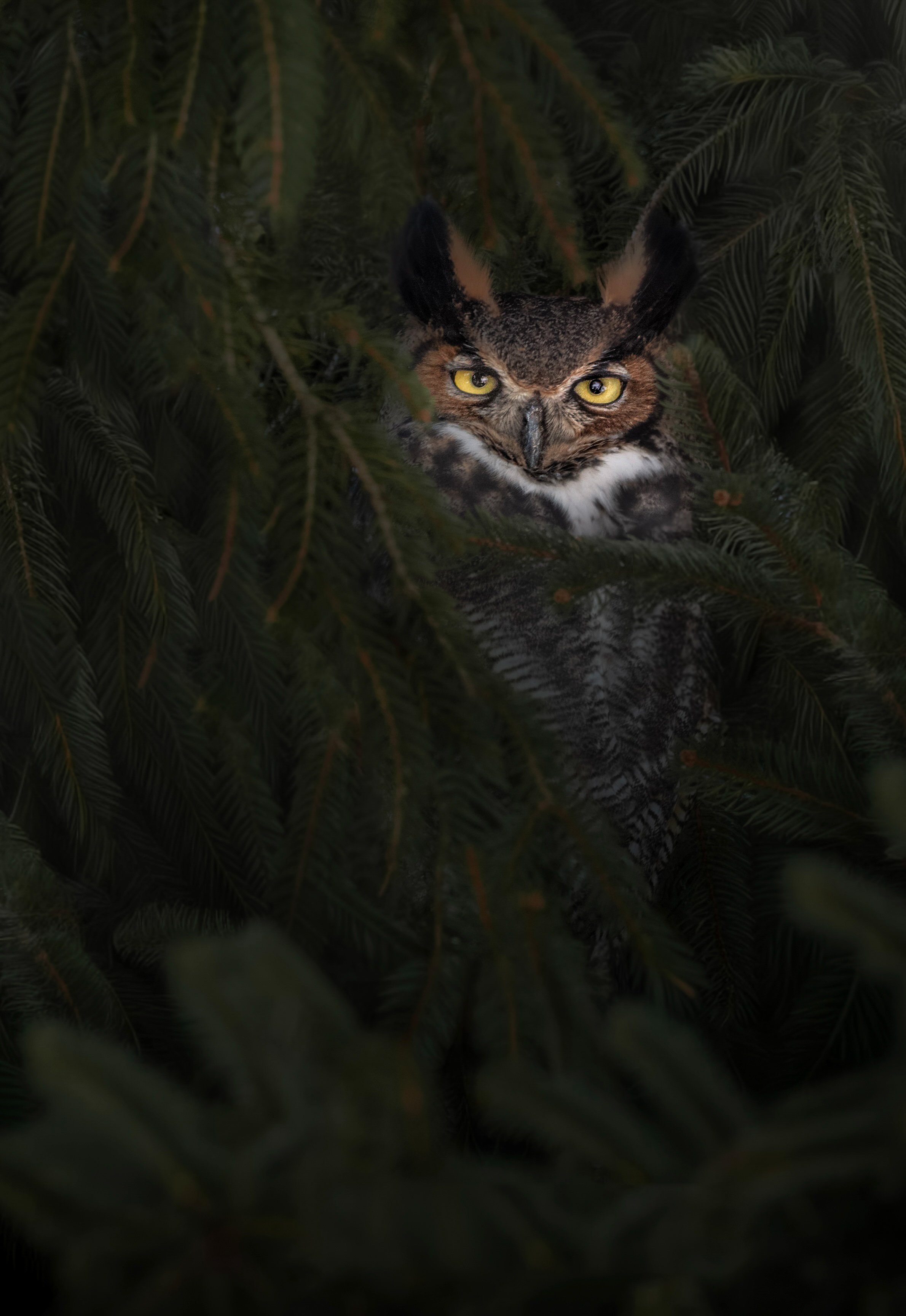 Silent Watcher. Great Horned Owl, Shrewsbury, NJ