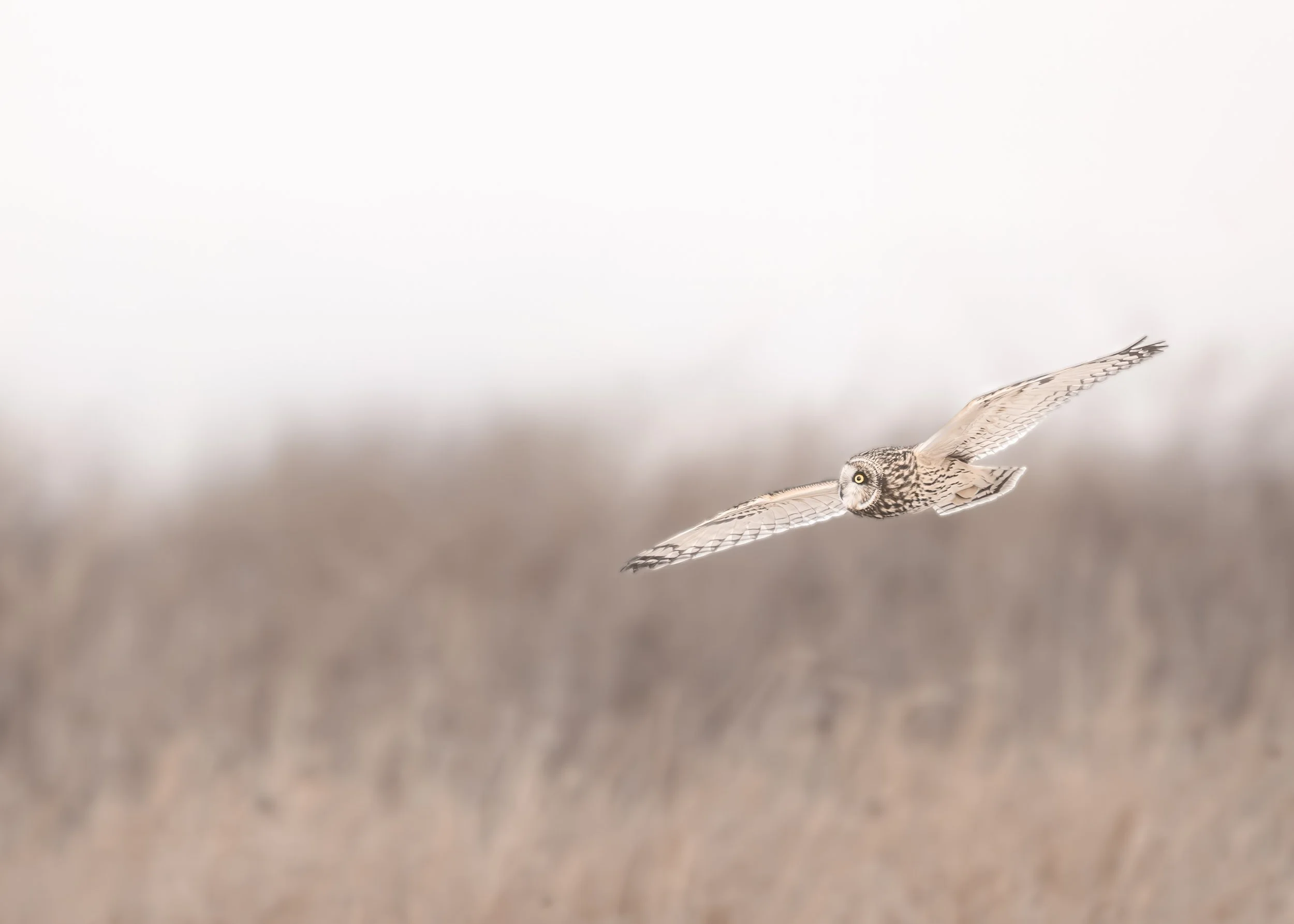 Short Eared Owl. Winter visitor in NJ grassland area.