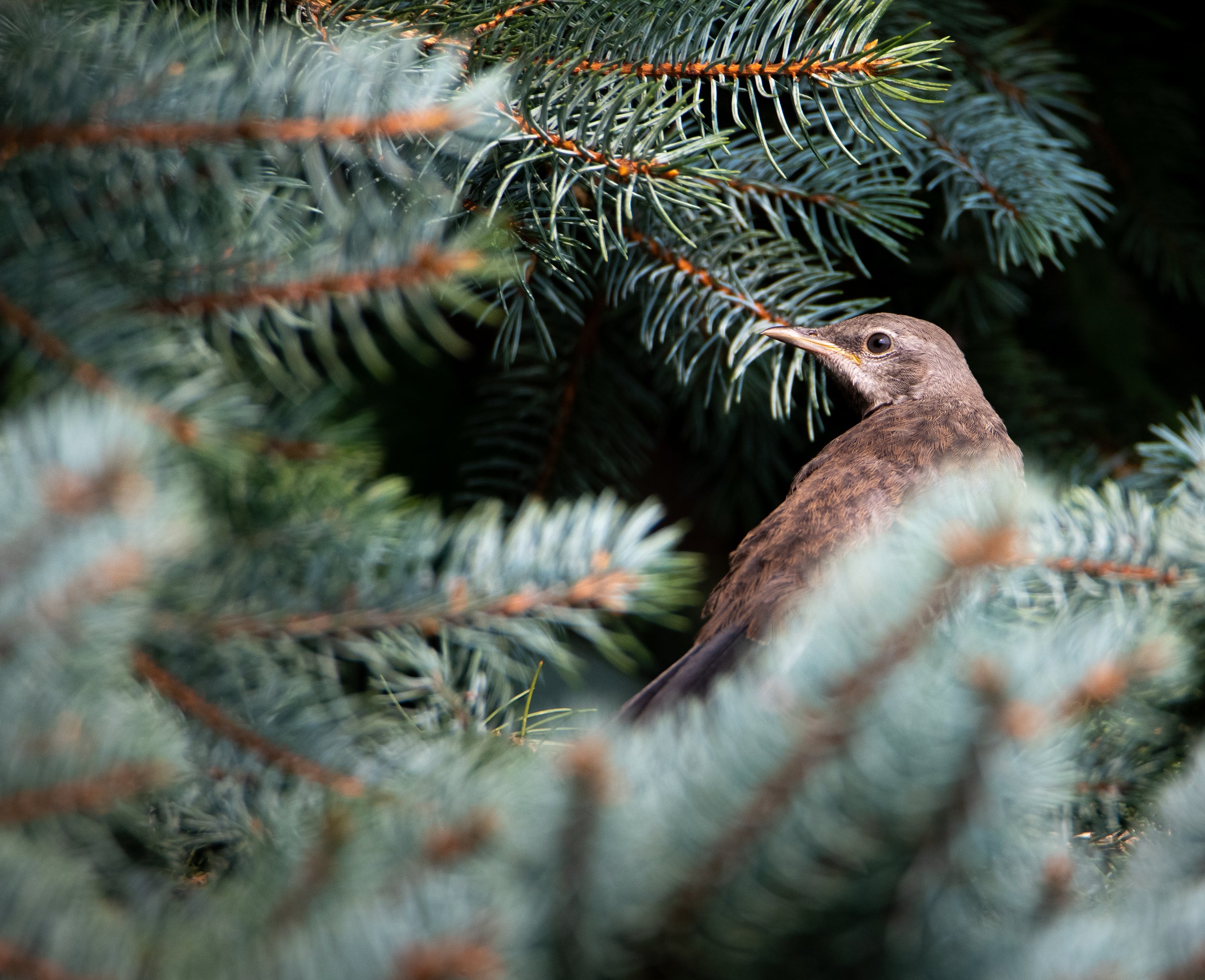 Juvenile Mockingbird in native evergreen. Shrewsbury, NJ
