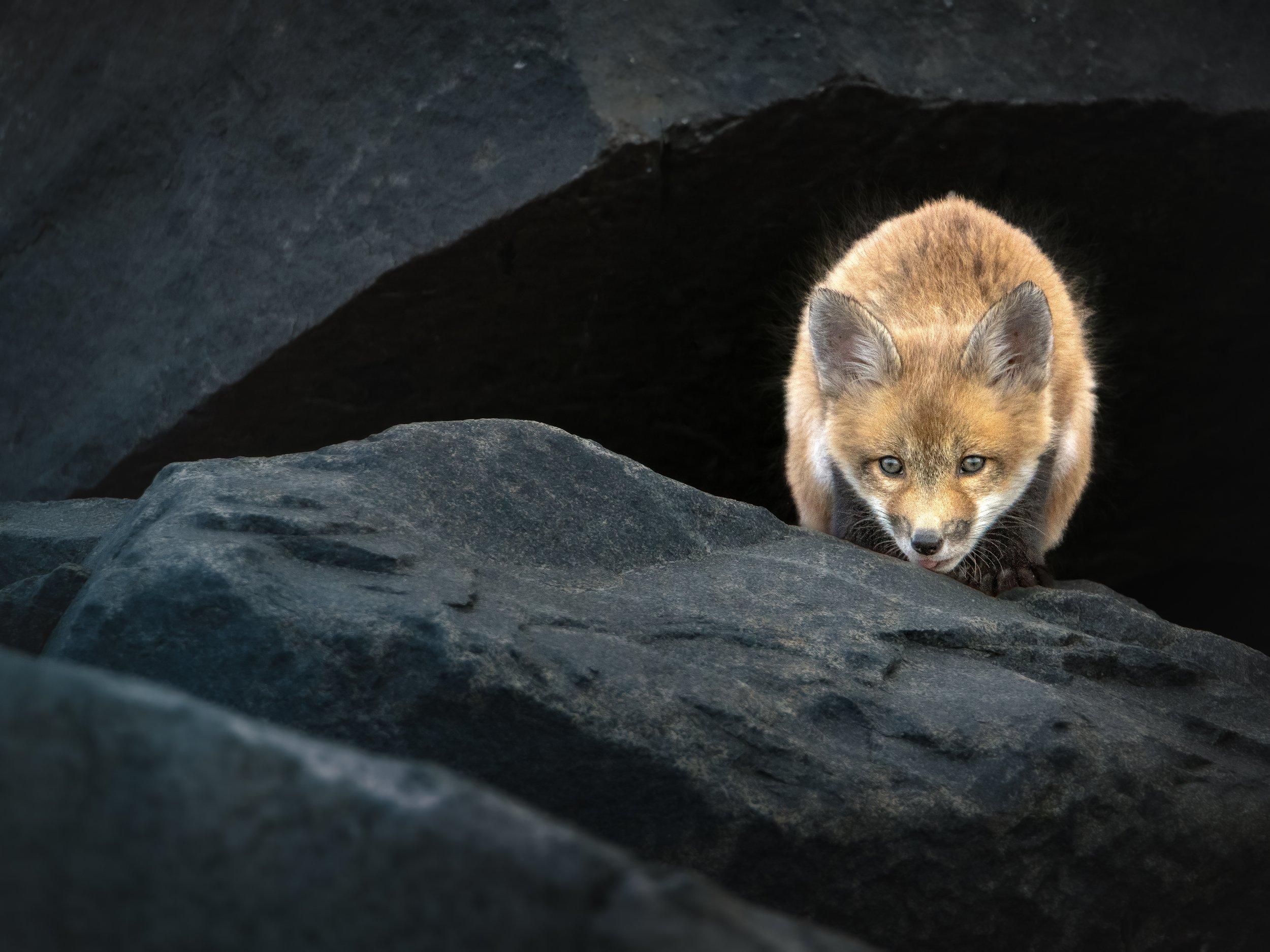 Curious Red Fox kit playing on the jetty. Sea Bright, NJ.