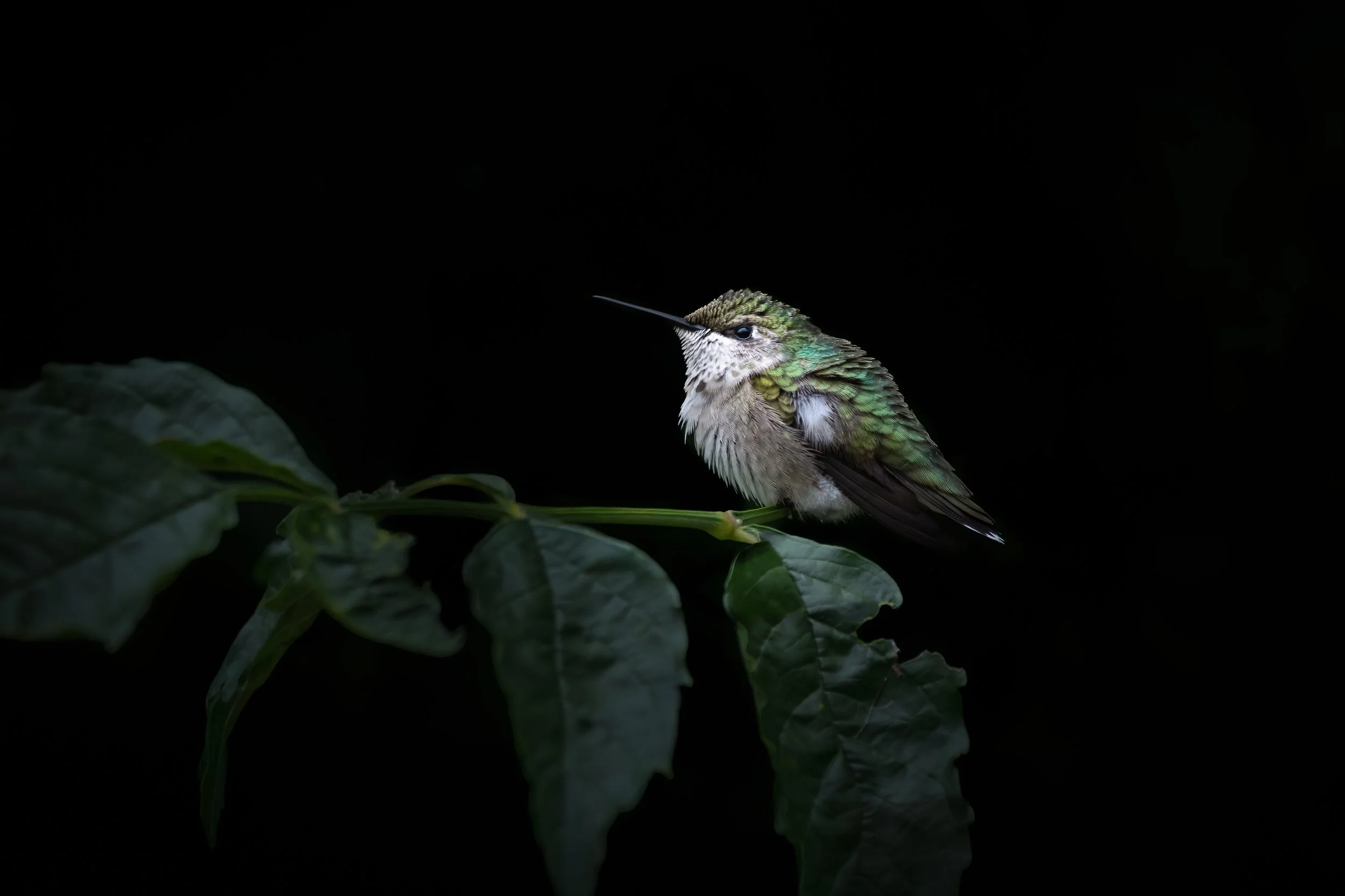 Female Juvenile Rubythroated Hummingbird. Wall, NJ