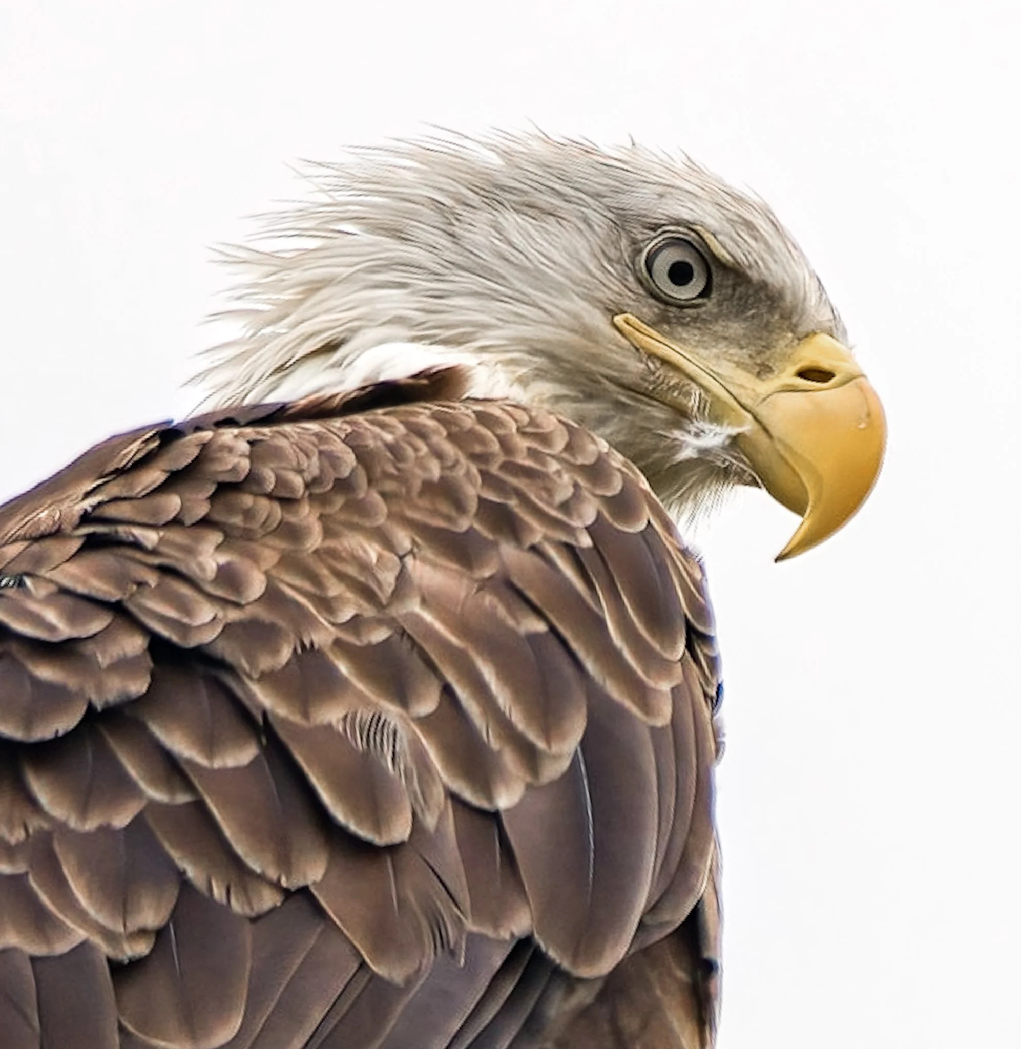 Bald Eagle. Monmouth Beach, NJ