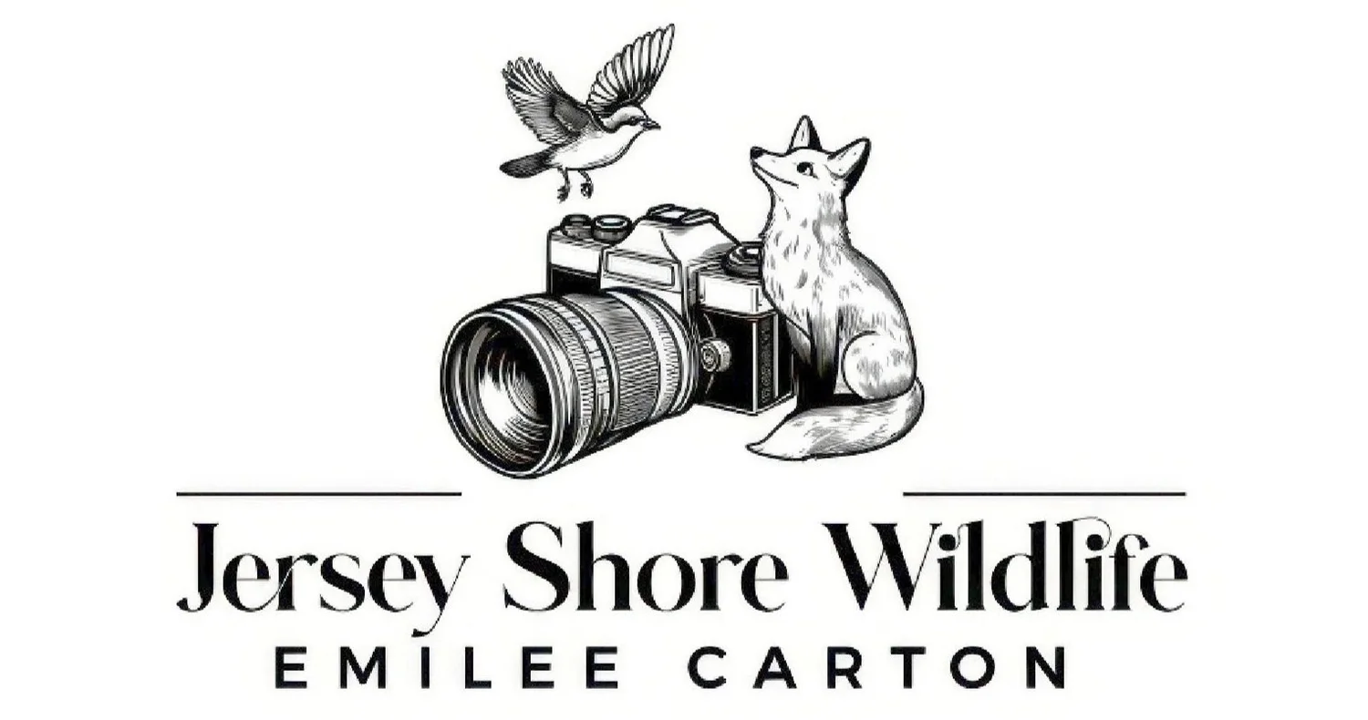 JerseyShoreWildlife By Emilee Carton