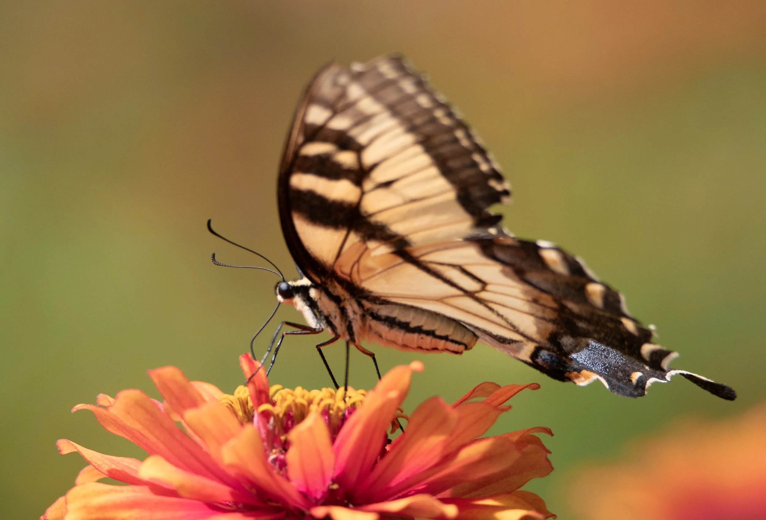 Tiger Swallowtail Butterfly
Middletown, NJ