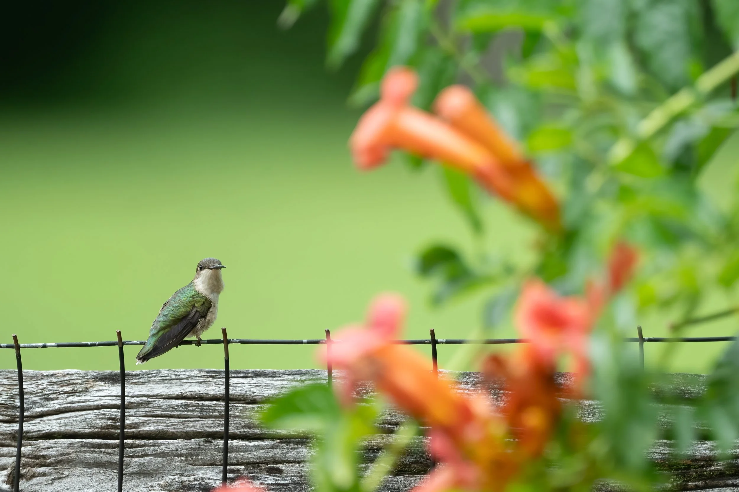 Juvenile Rubythroated Hummingbird
Wall, NJ
