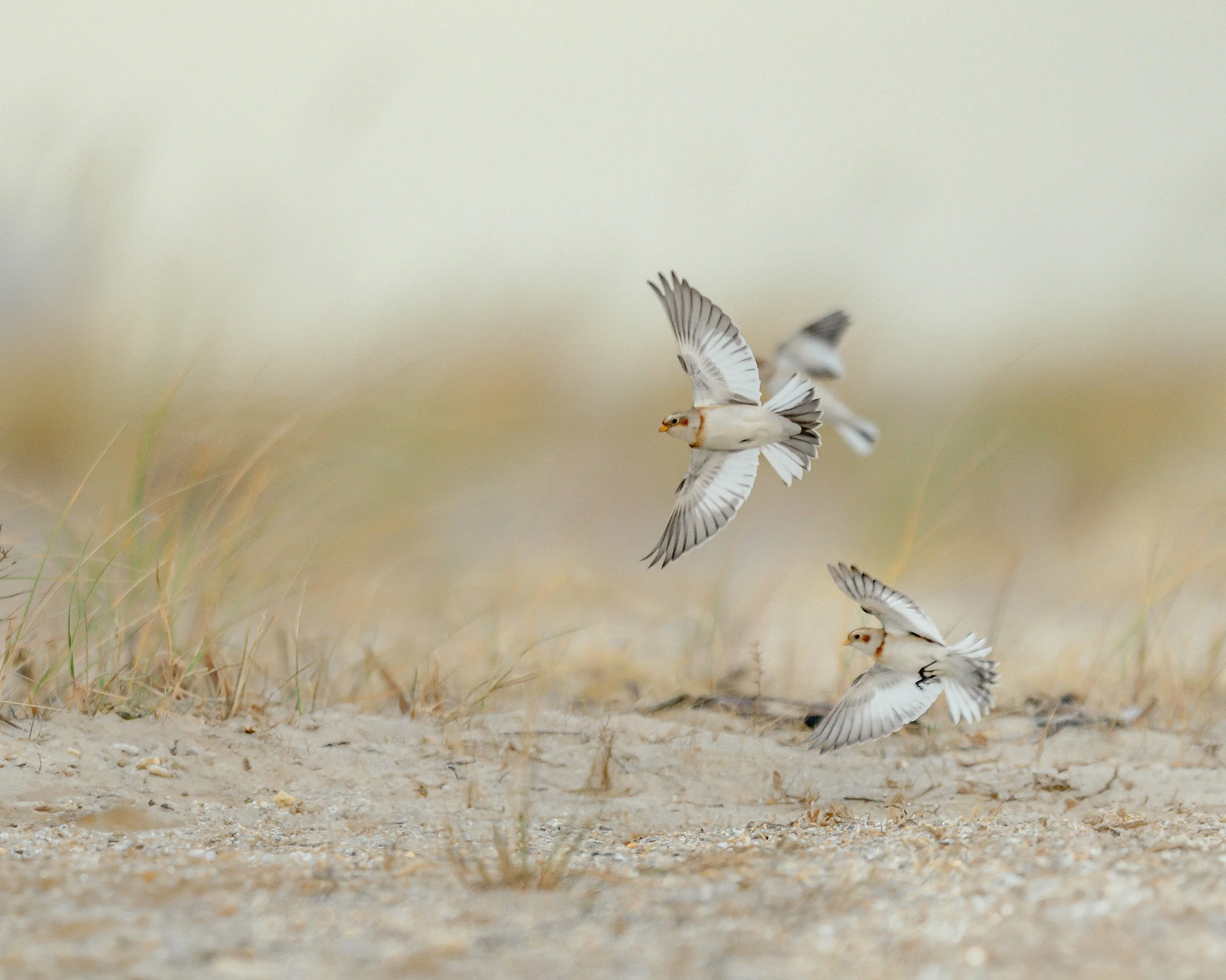 Snow Buntings. Sandy Hook, NJ