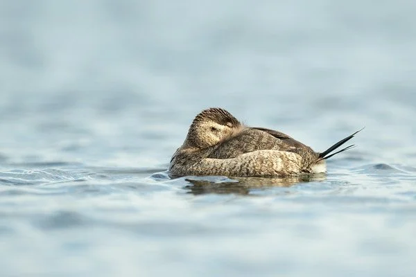 Ruddy Duck 
Point Pleasant Beach, NJ