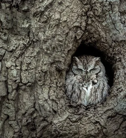 Gray Morph Eastern Screech Owl
Middletown, NJ