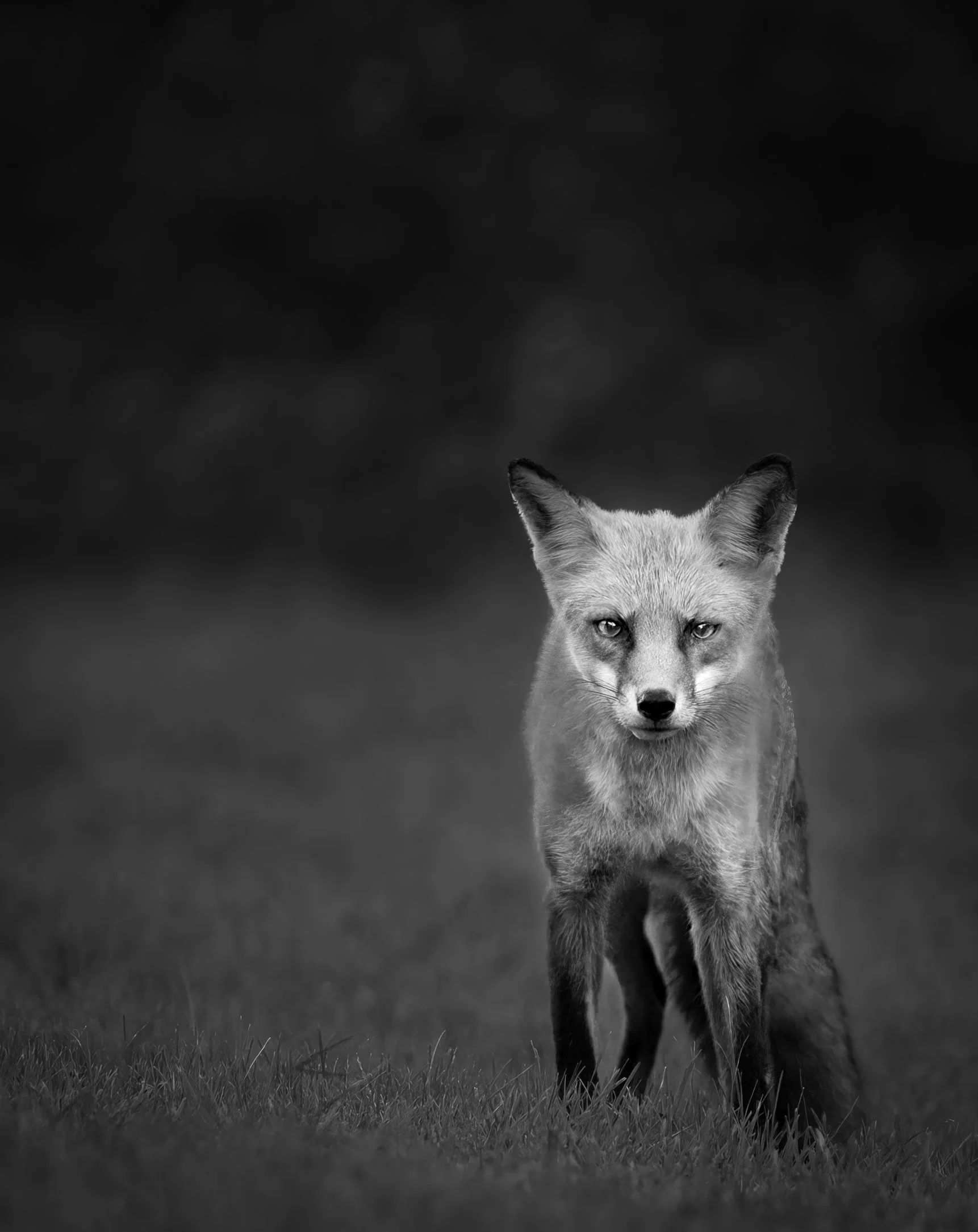 Red Fox
Sandy Hook, NJ