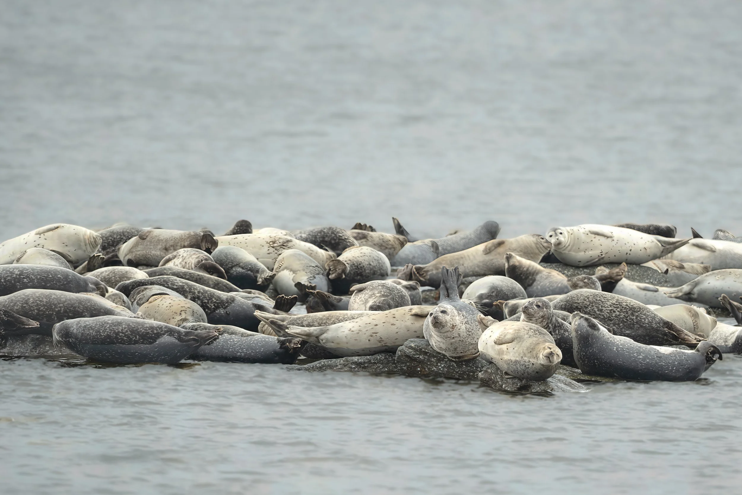 Seal winter haul out. Sandy Hook, NJ