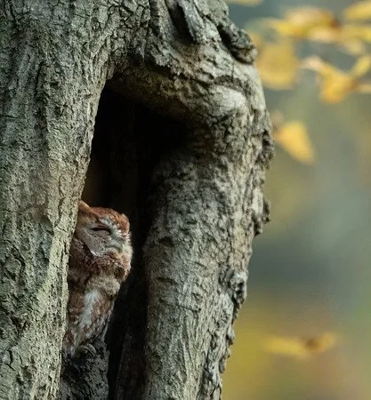 Red Morph Eastern Screech Owl
Atlantic Highlands, NJ
