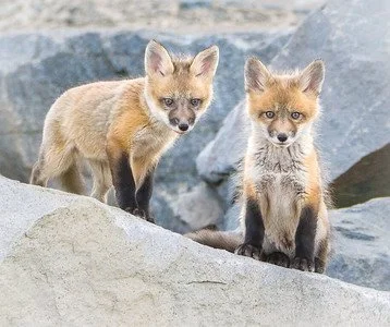 Fox kits
Monmouth Beach, NJ