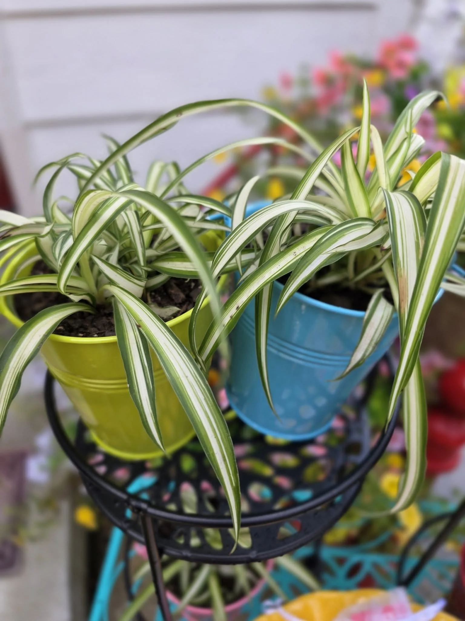Plant Bucket