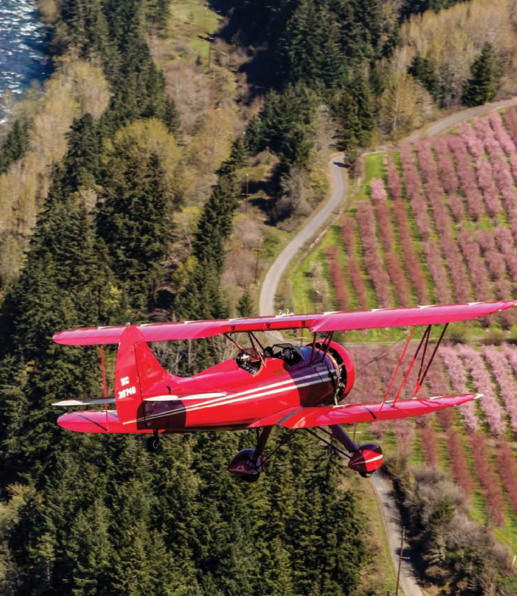 A pink biplane flying over a landscape of trees, a winding road, and blooming cherry blossoms.