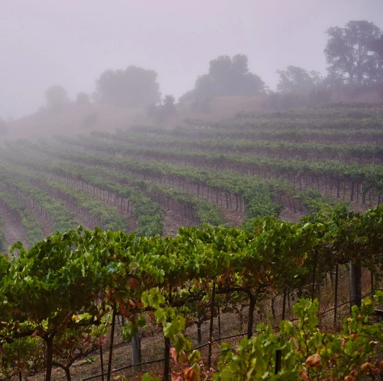 Vine rows on a foggy russian river vineyard. Sonoma County, california.