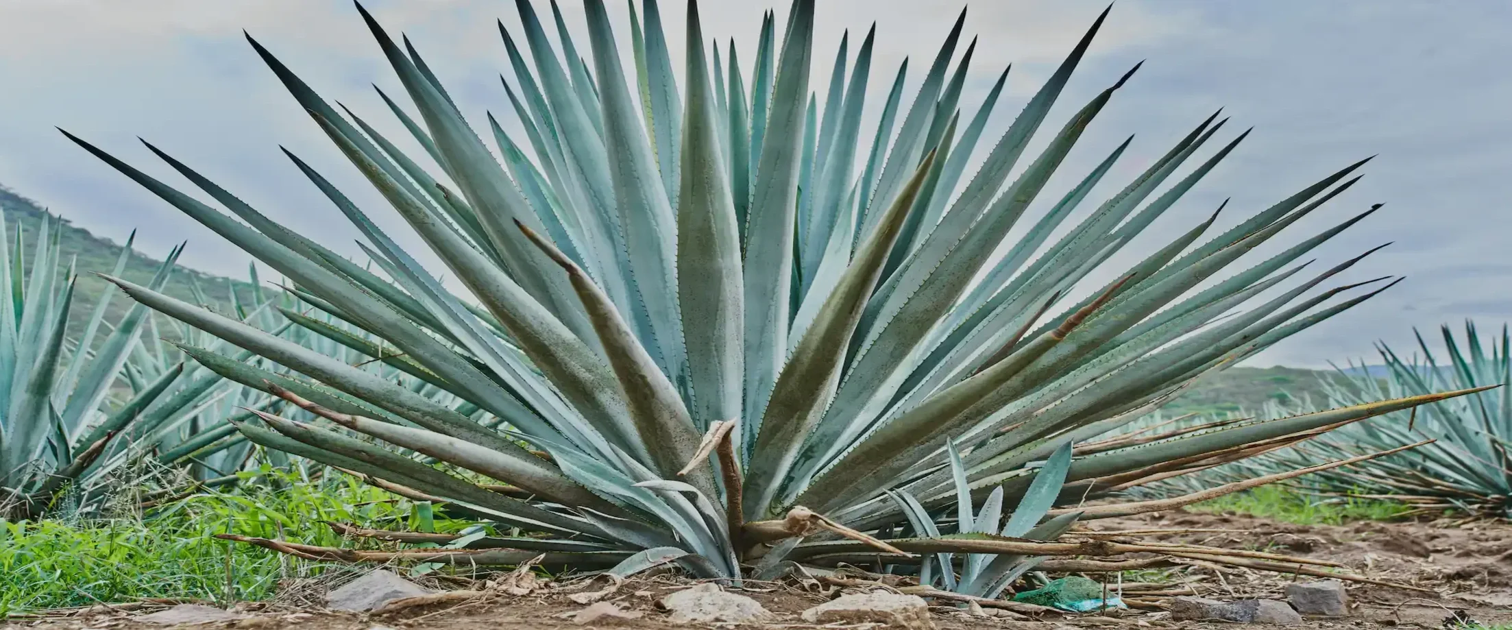 Blue Agave Plant