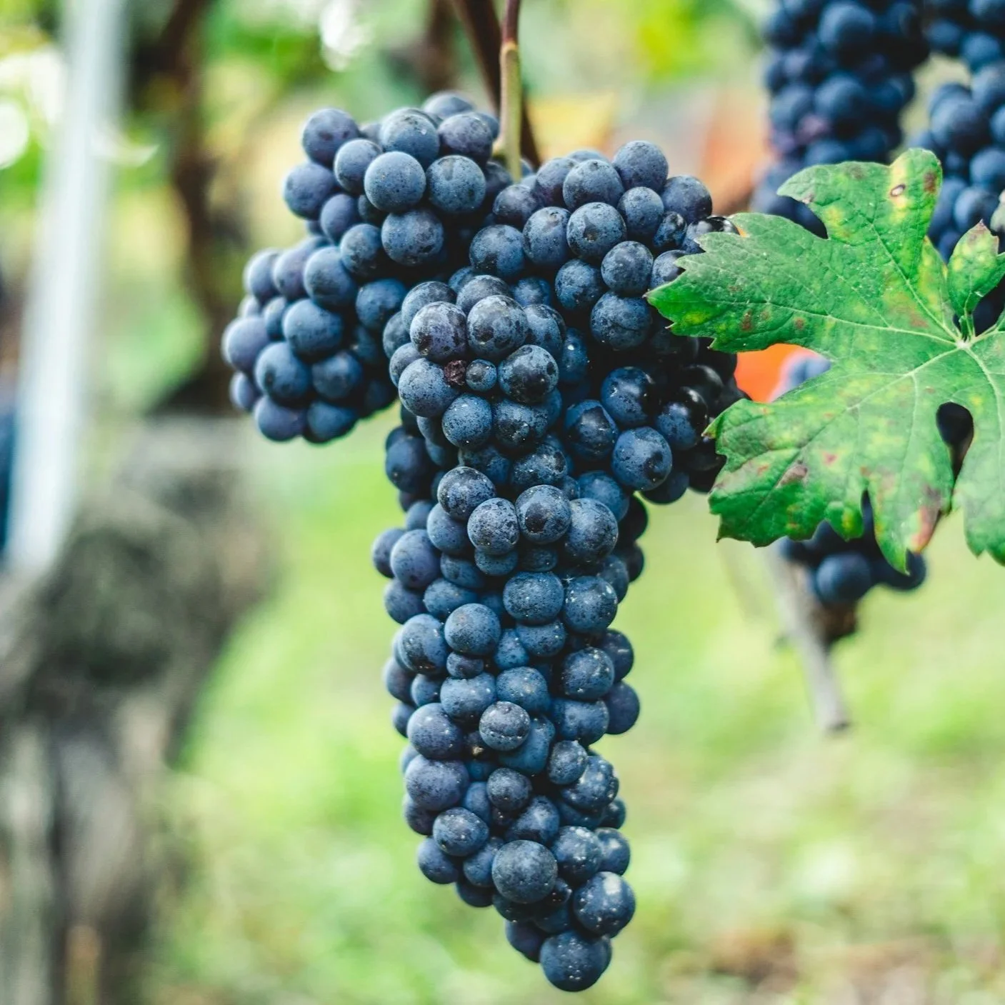 The Noble Siblings Barolo &amp; Barbaresco July 2025