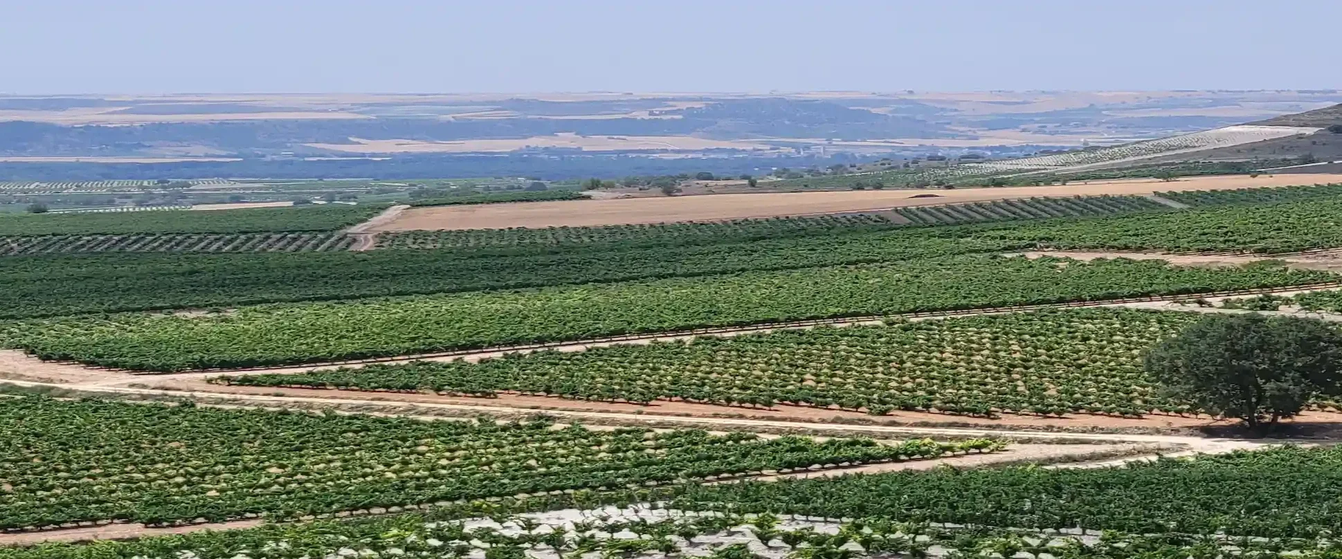 Ribera del Duero vineyards